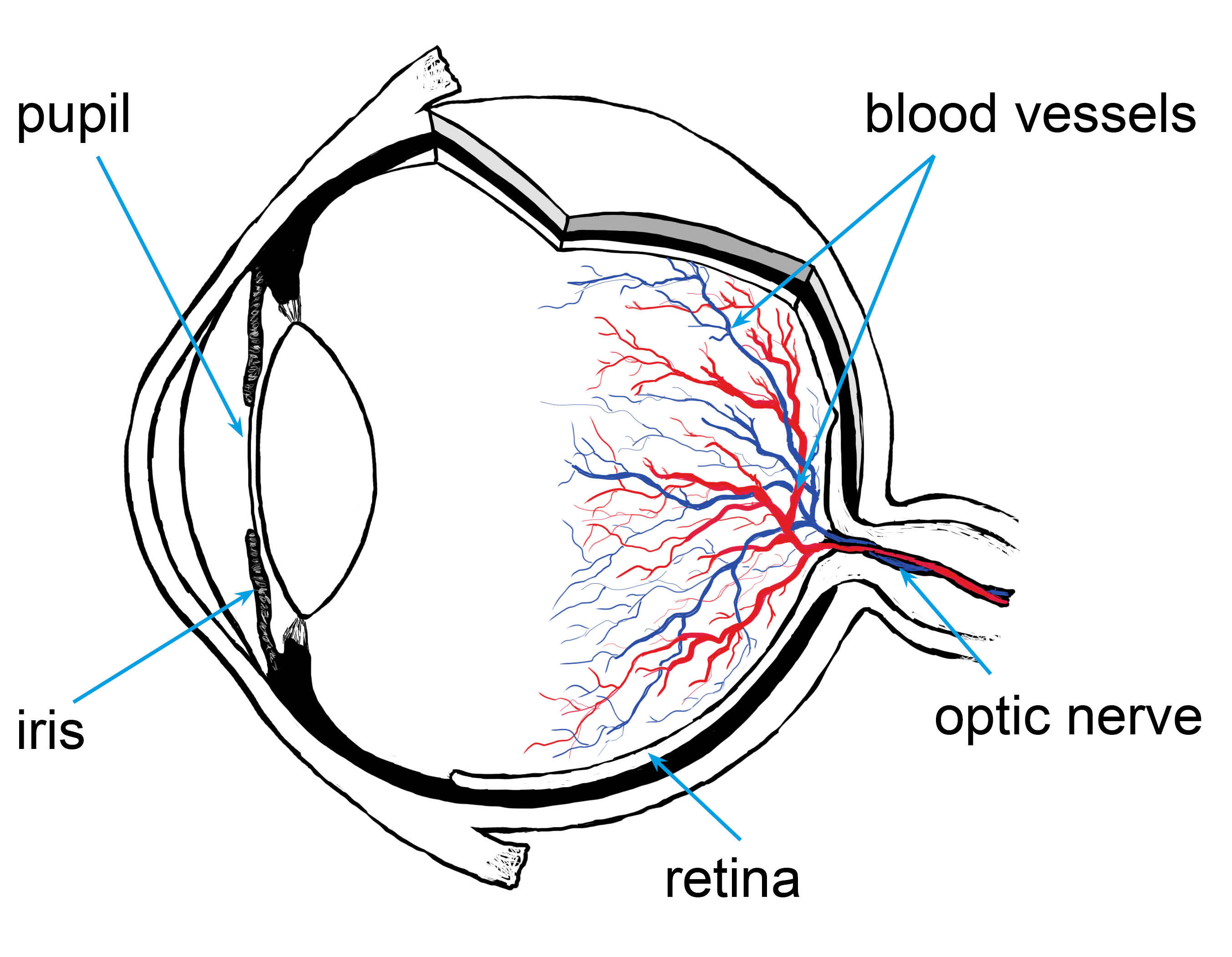 blood-vessels-in-the-eye-with-labels.jpg