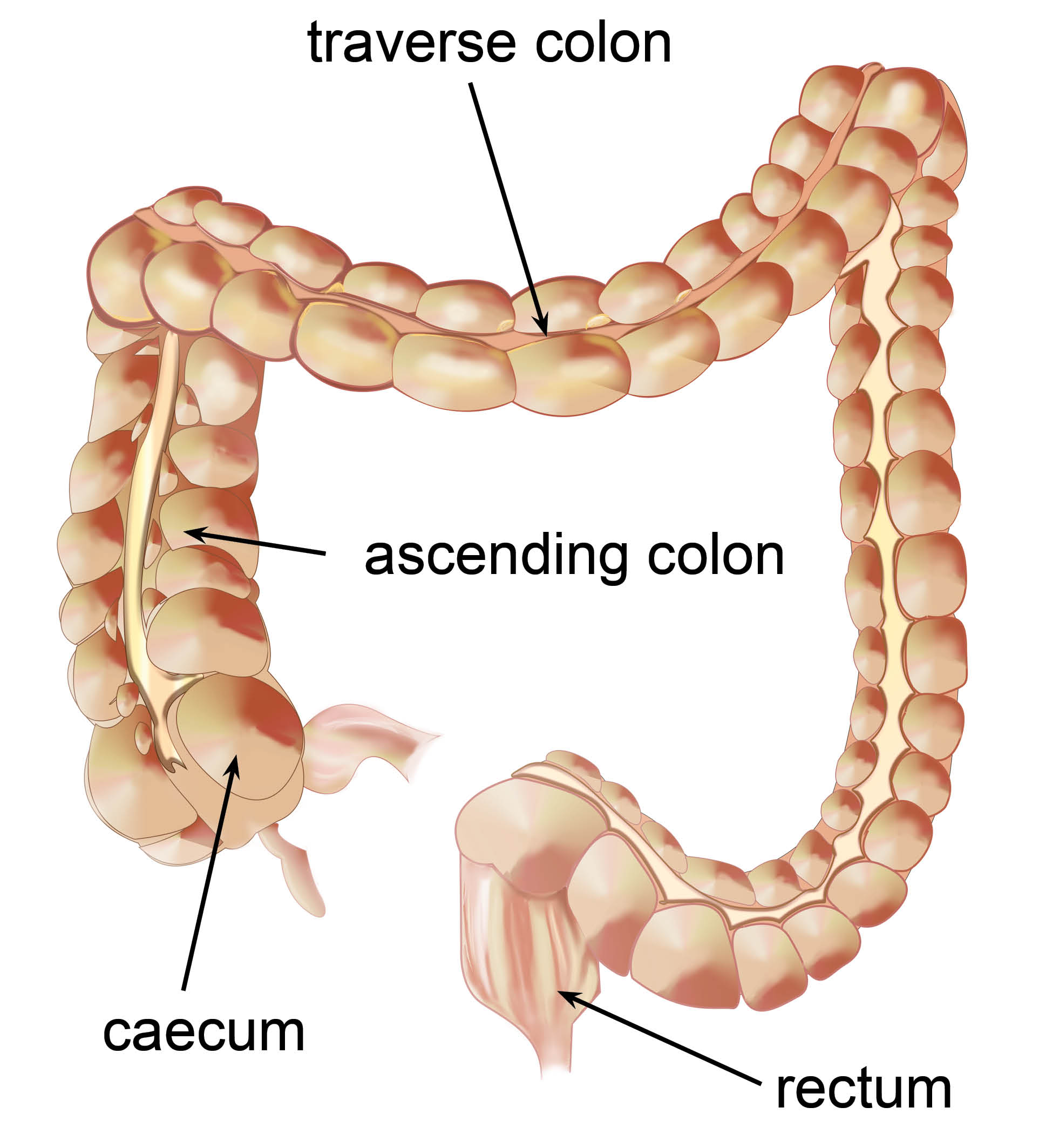 Diagram showing the position of the traverse colon, ascending colon, caecum and rectum