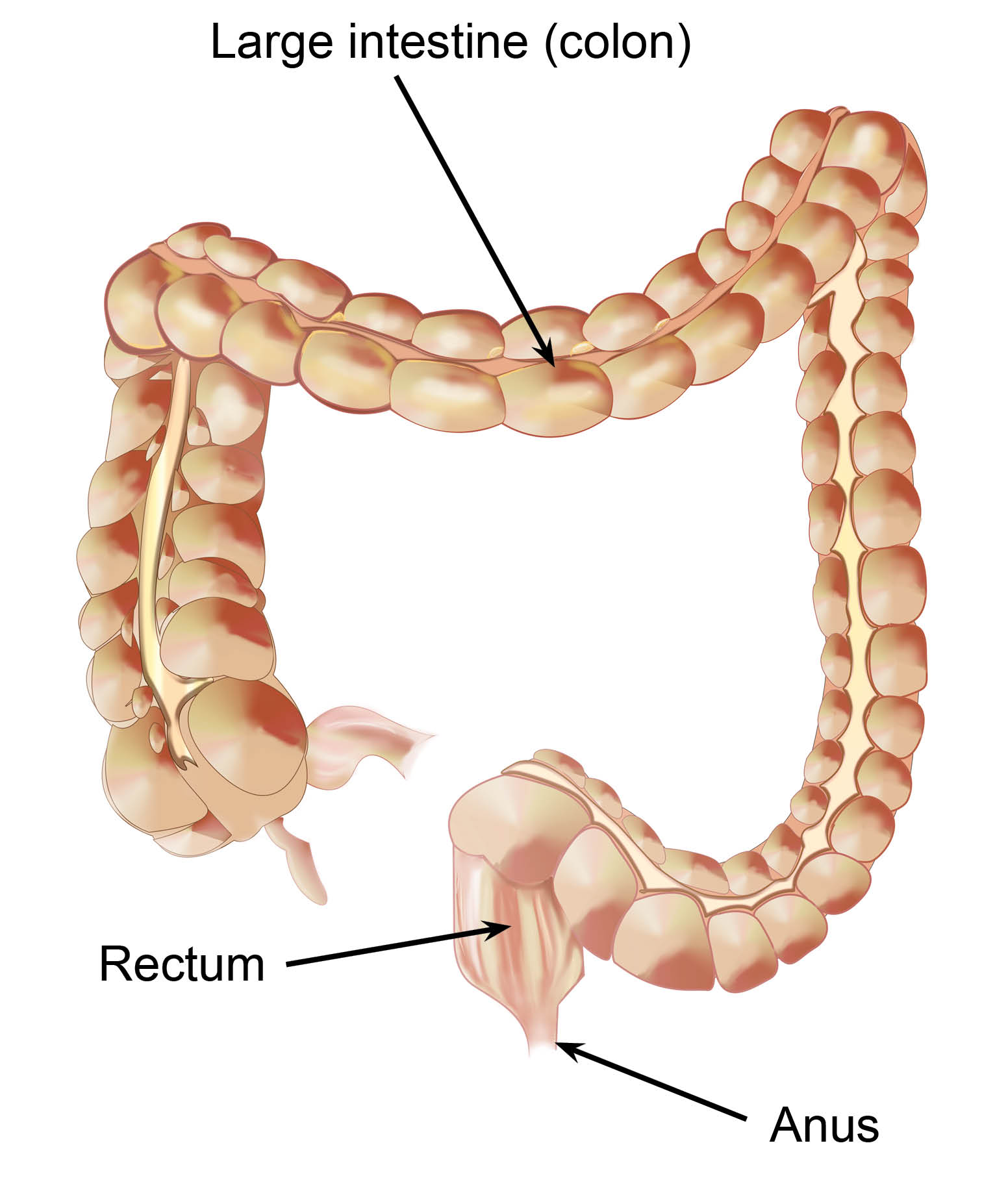 The large intestine, rectum and anus