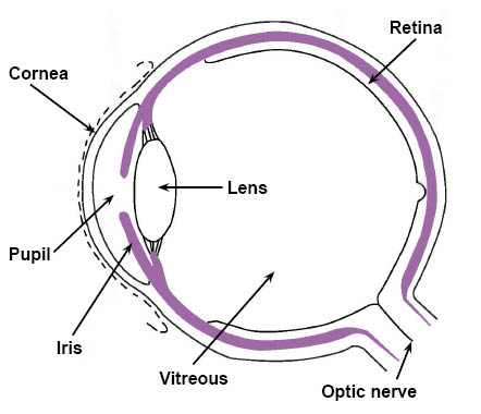 Diagram of an eye, showing the position on the retina, cornea, lens, pupil, iris, vitreous, and optic nerve