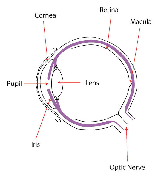 Diagram showing the position of the retina