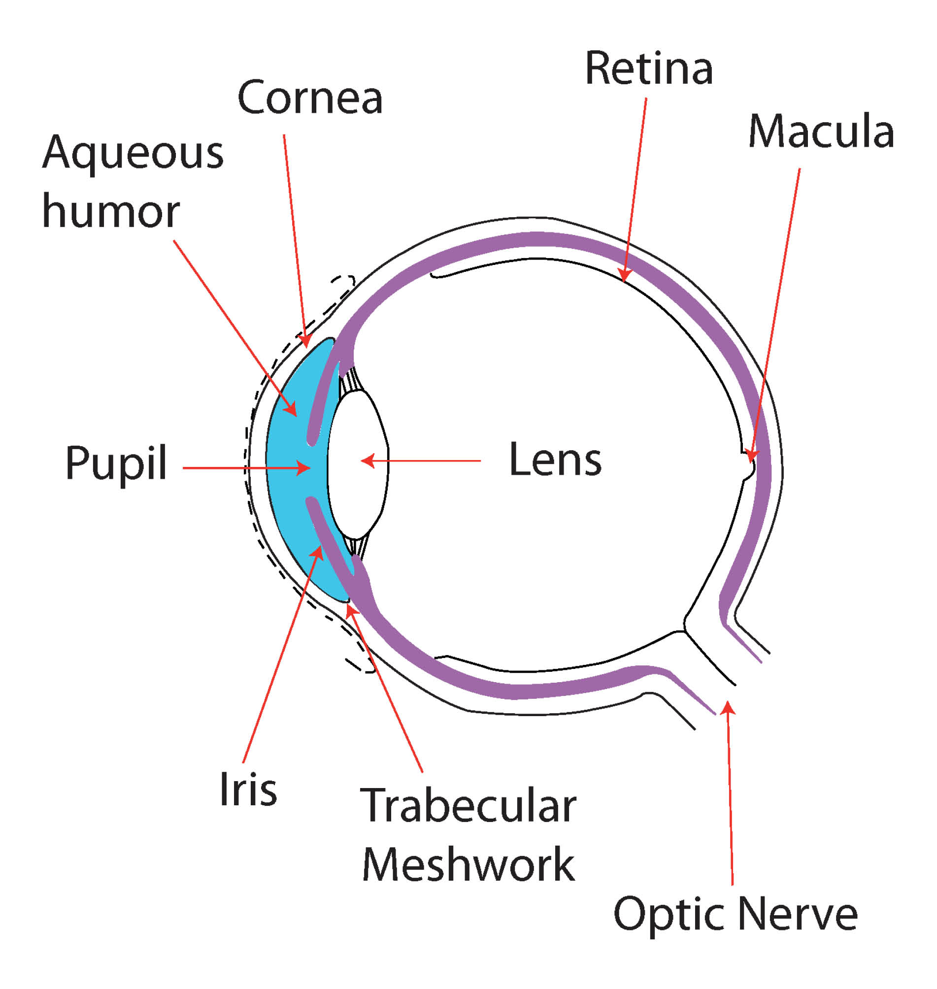 The cornea is the clear film that covers the eye. The iris is the coloured part of the eye. The optic nerve is found at the back of they eye, and delivers messages from the retina to the brain.