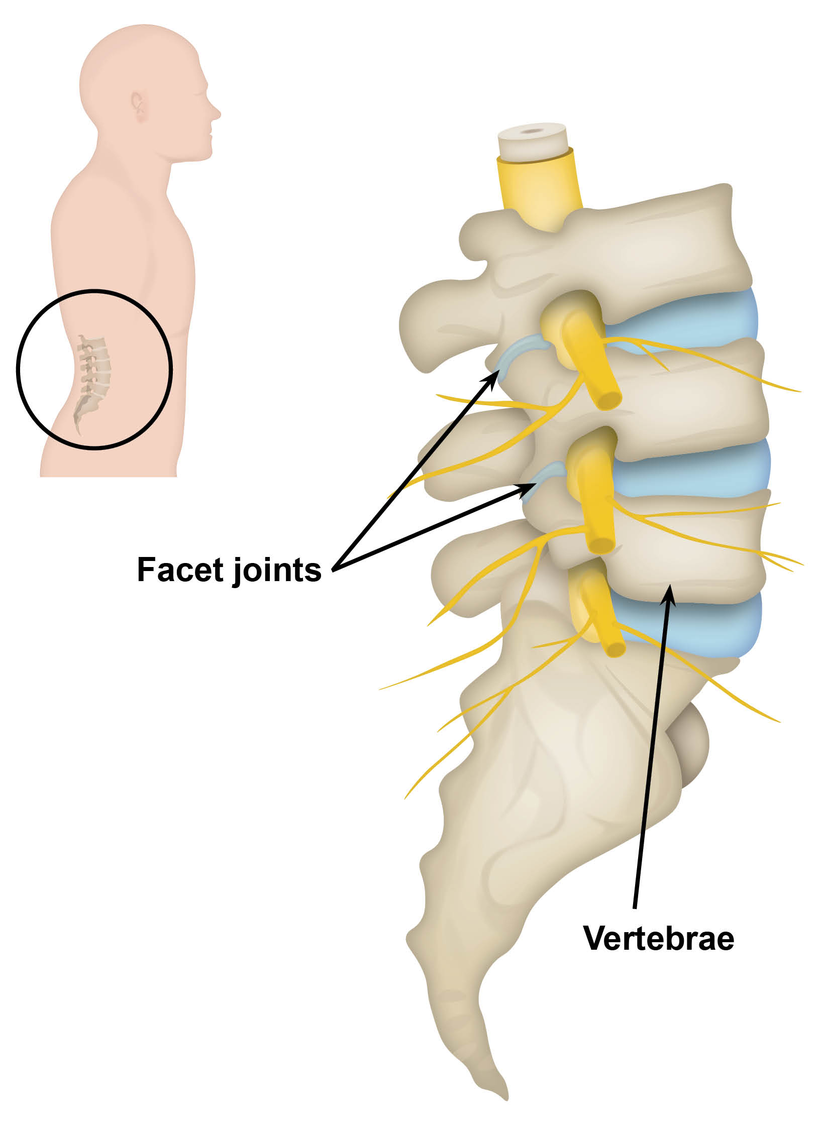 The vertebrae at the base of the spine, with two facet joints highlighted.