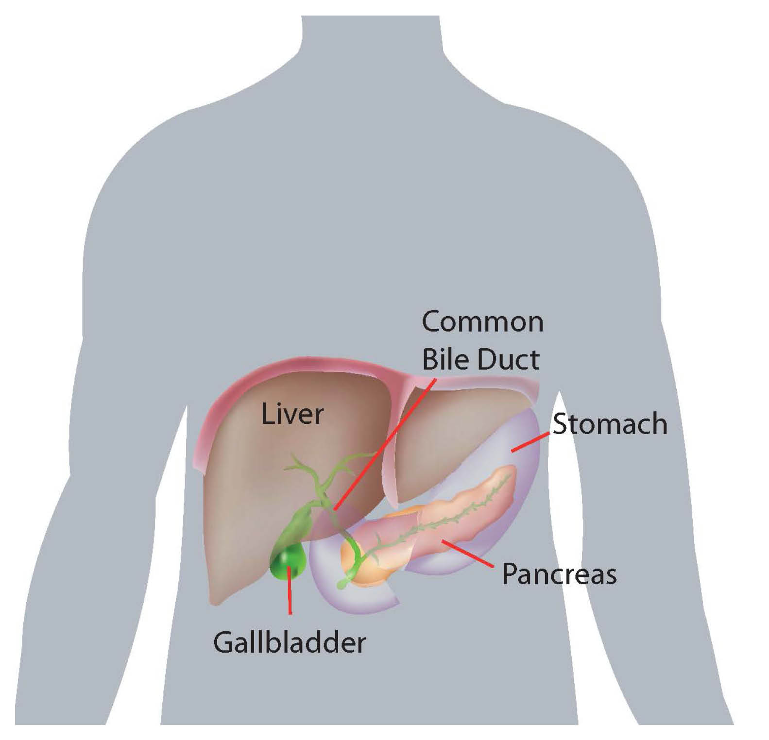 The gallbladder is located under the liver, on the right-hand side of your torso, around half-way down.