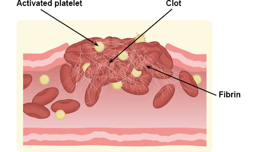 Diagram showing platelets at the broken blood vessel wall, plugging the opening