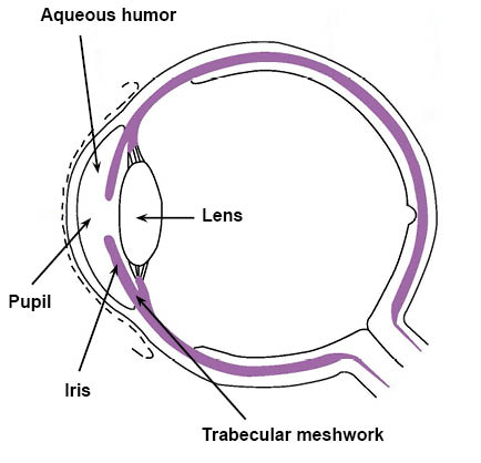 Eye diagram showing the aqueous humor and trabecular meshwork