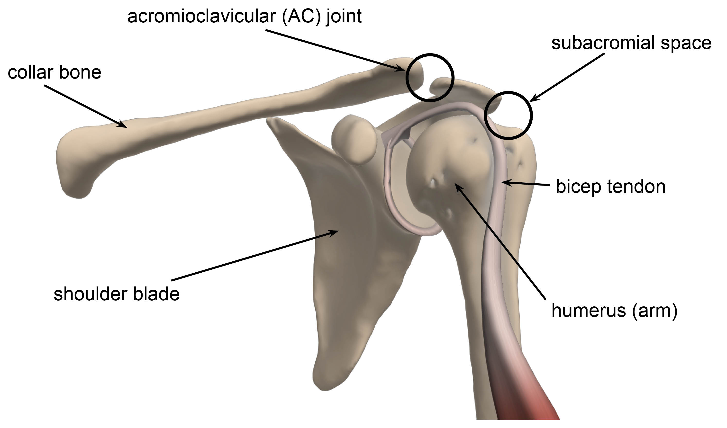 Diagram showing the shoulder joint - the acromioclavicular joint, subacromial space, bicep tendon, humerus, shoulder blade and collar bone