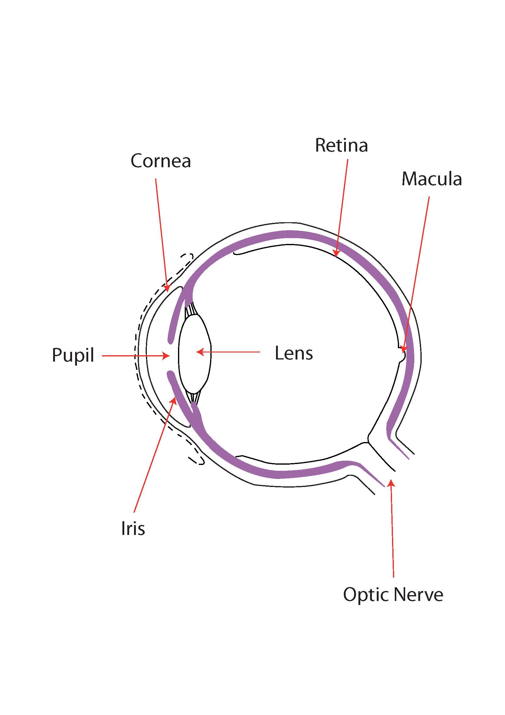 Diagram showing parts of the eye - the cornea, retina, macula, pupil lens, iris, and optic nerve