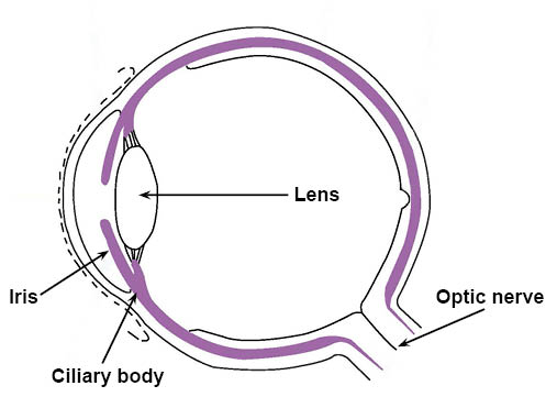 eye-highlighting-ciliary-body.jpg