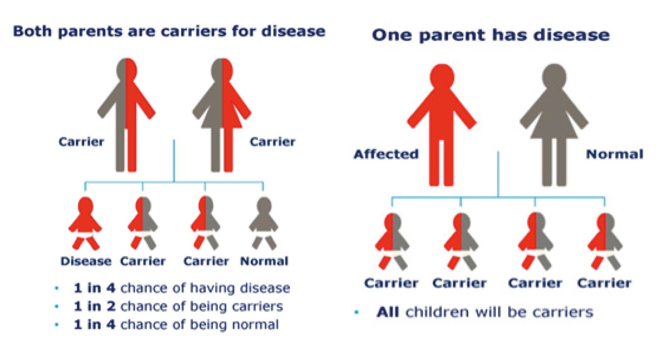 This diagram shows how the factor VII deficiency may be passed through a family.