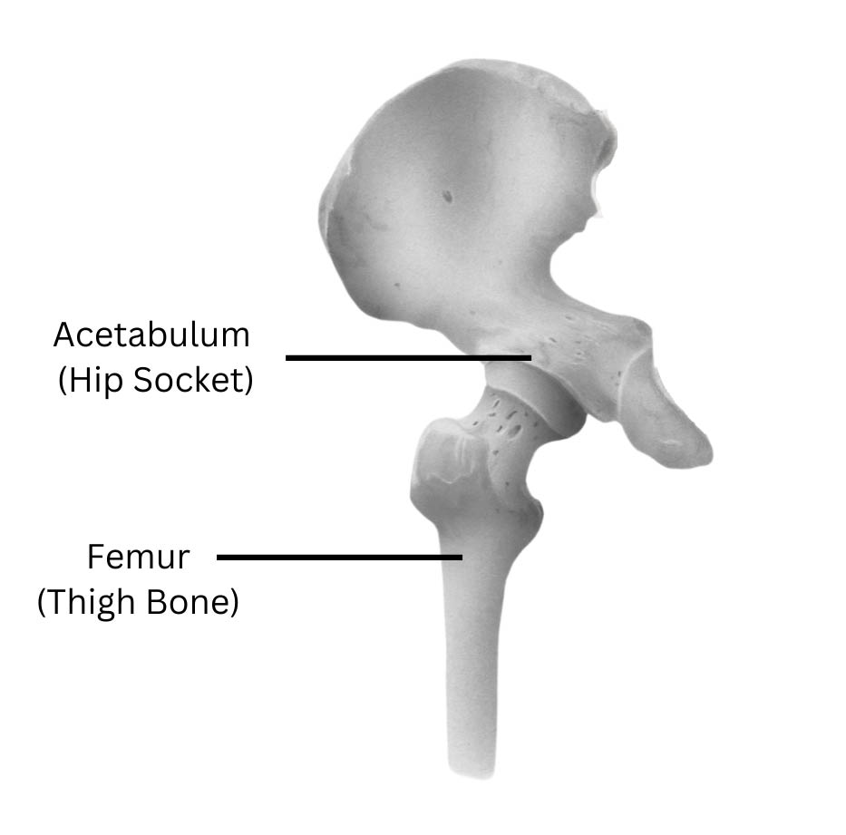 Diagram showing the hip socket and thigh bone