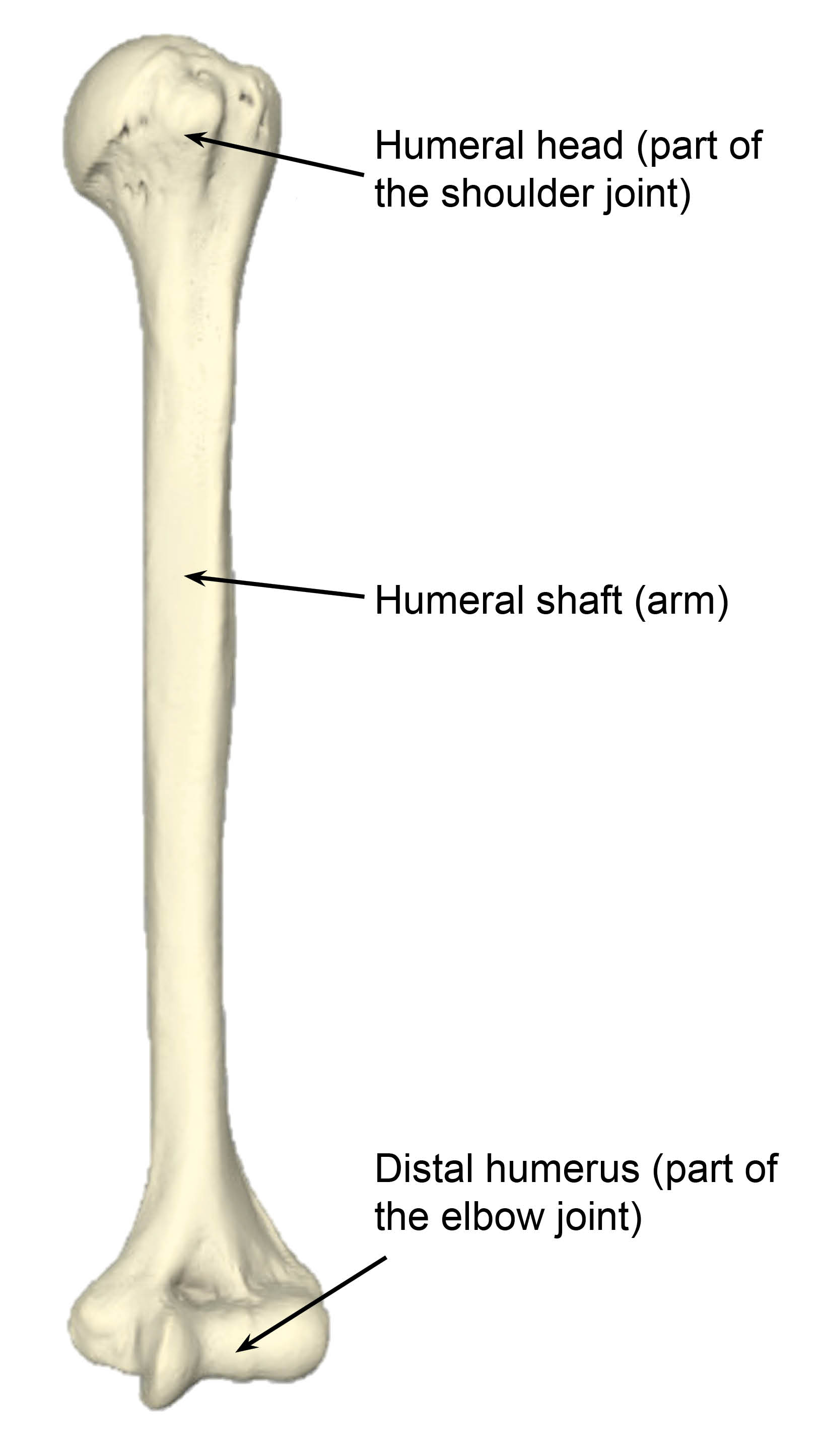 The humeral head is at the top of the bone and the distal humerus is the other end, forming part of the elbow joint. The middle section of the bone is called the humeral shaft.