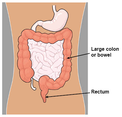 The colon (or large bowel) and rectum