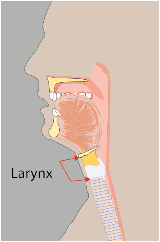 The larynx is a hollow tube in your neck, found above the windpipe and in front of the gullet.