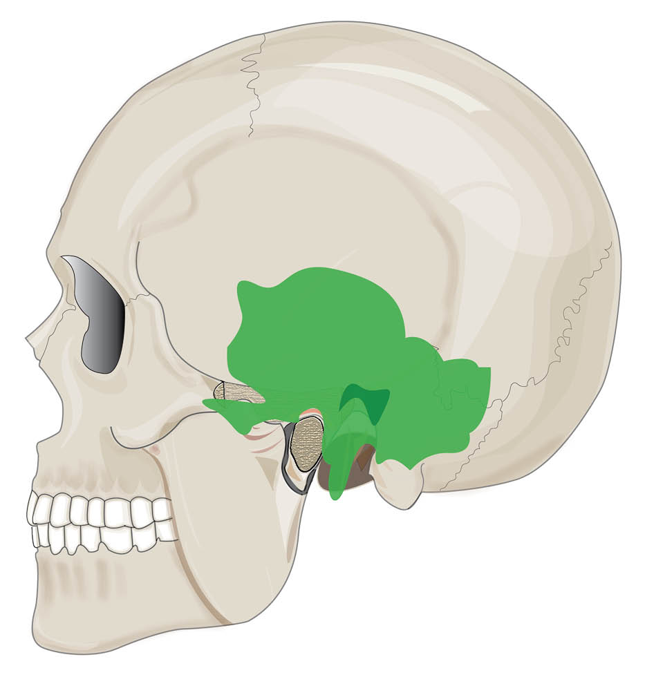 mastoid-bone.jpg