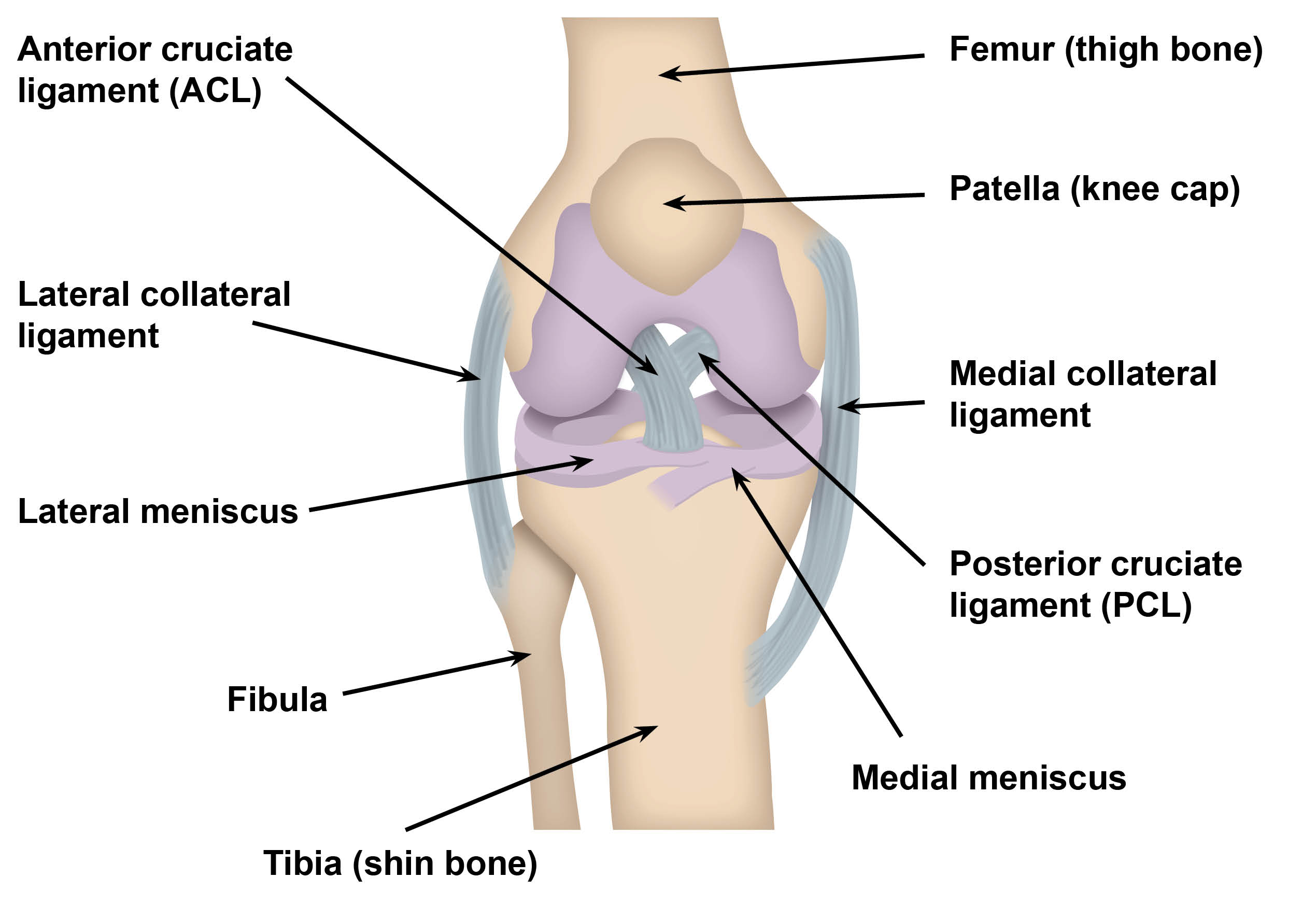normal-acl-(righ-knee)-joint.jpg