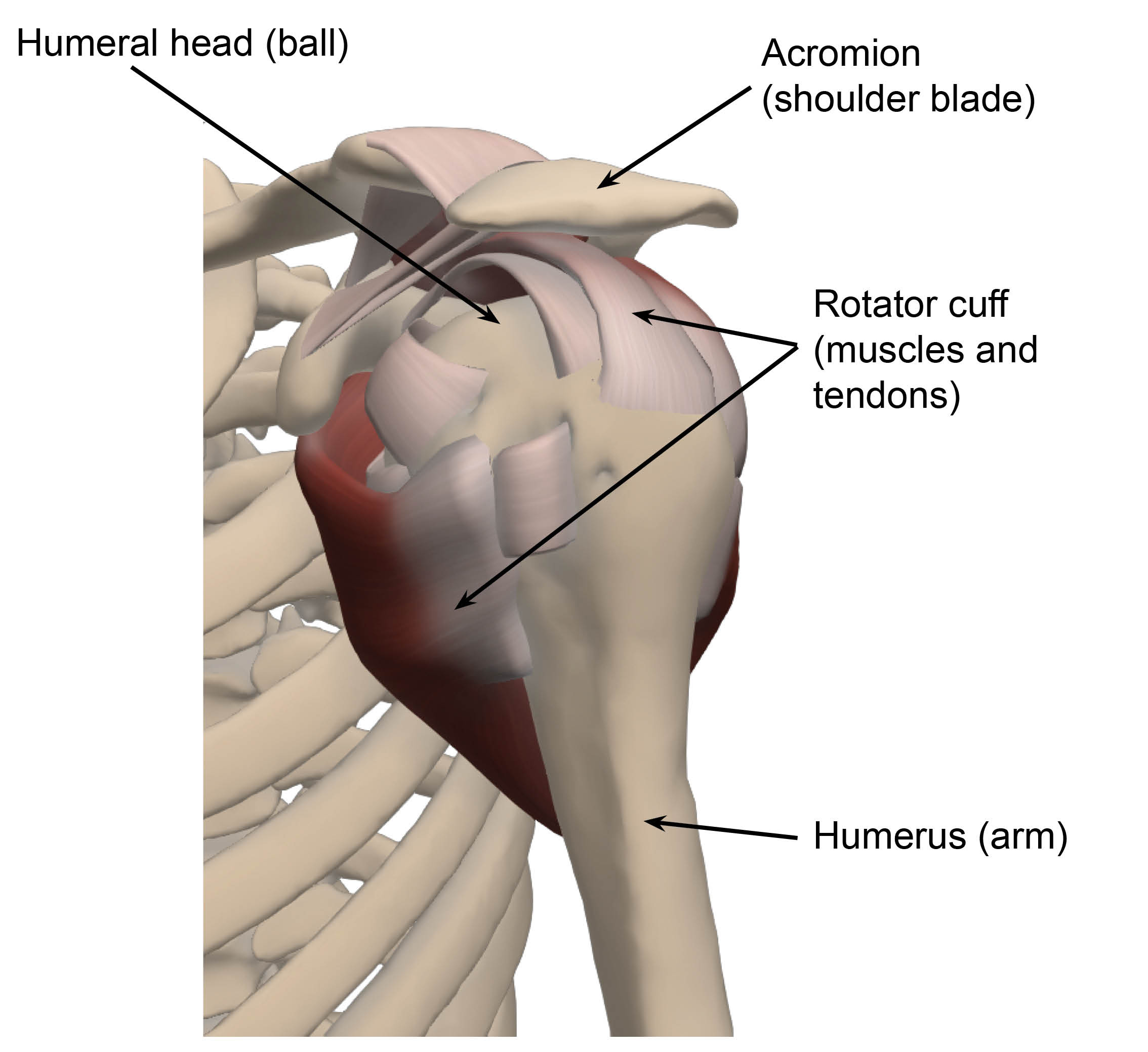 Diagram showing the “rotator cuff” muscles and their tendons, connecting the shoulder blade to the humerus (upper arm bone), forming the shoulder joint.