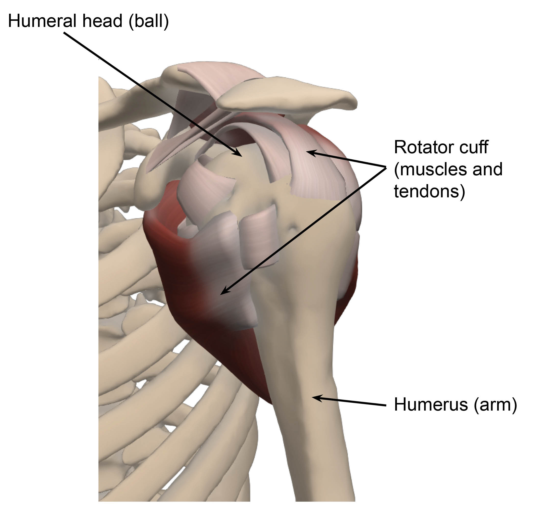 Diagram showing shoulder and rotator cuff tissue