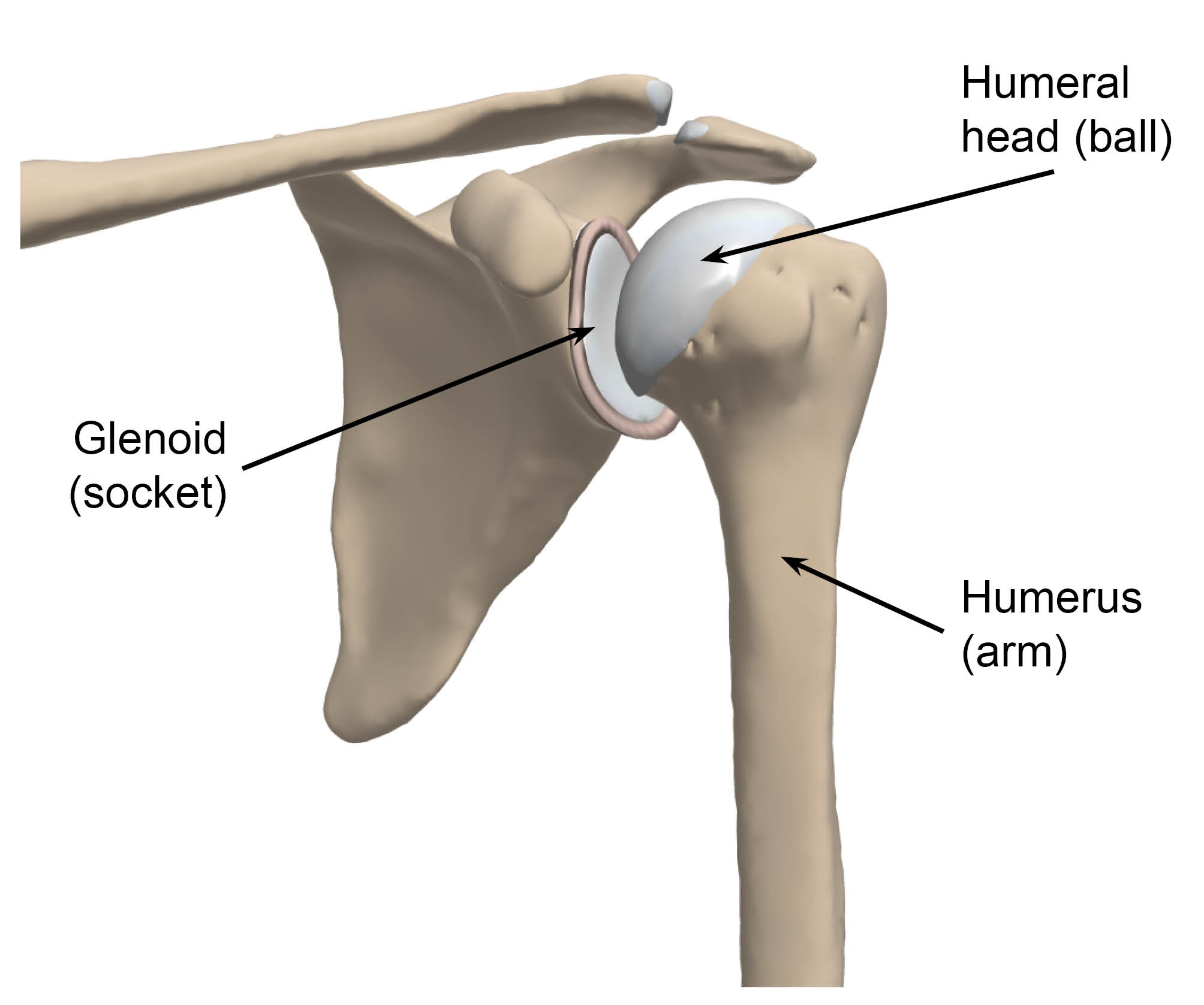 The humeral head (ball) at the top of the humerus (arm), fits into the glenoid (socket) of the shoulder.