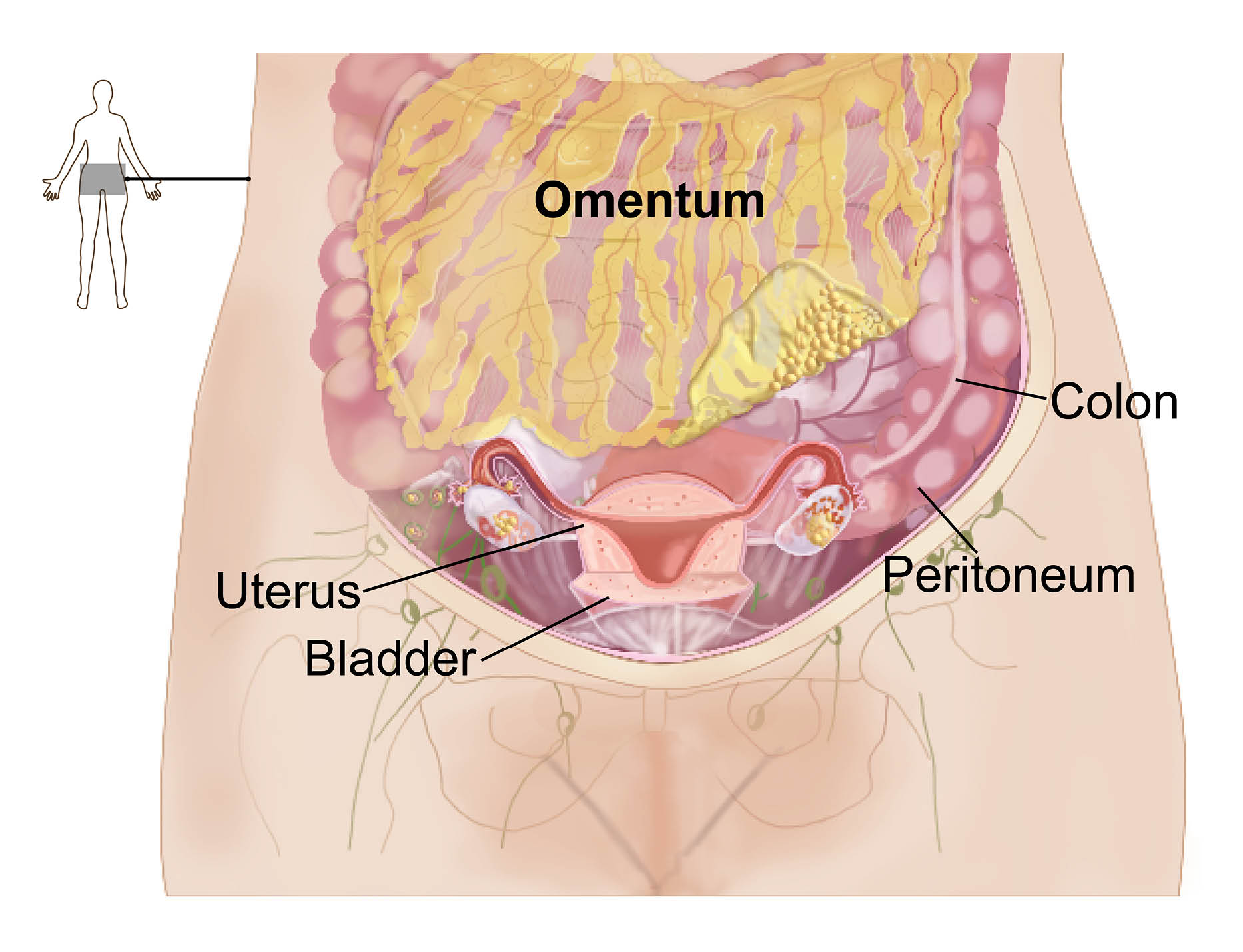 omentum,-uterus,-colon,-peritoneum,-and-bladder-with-labels-1725025383.jpg