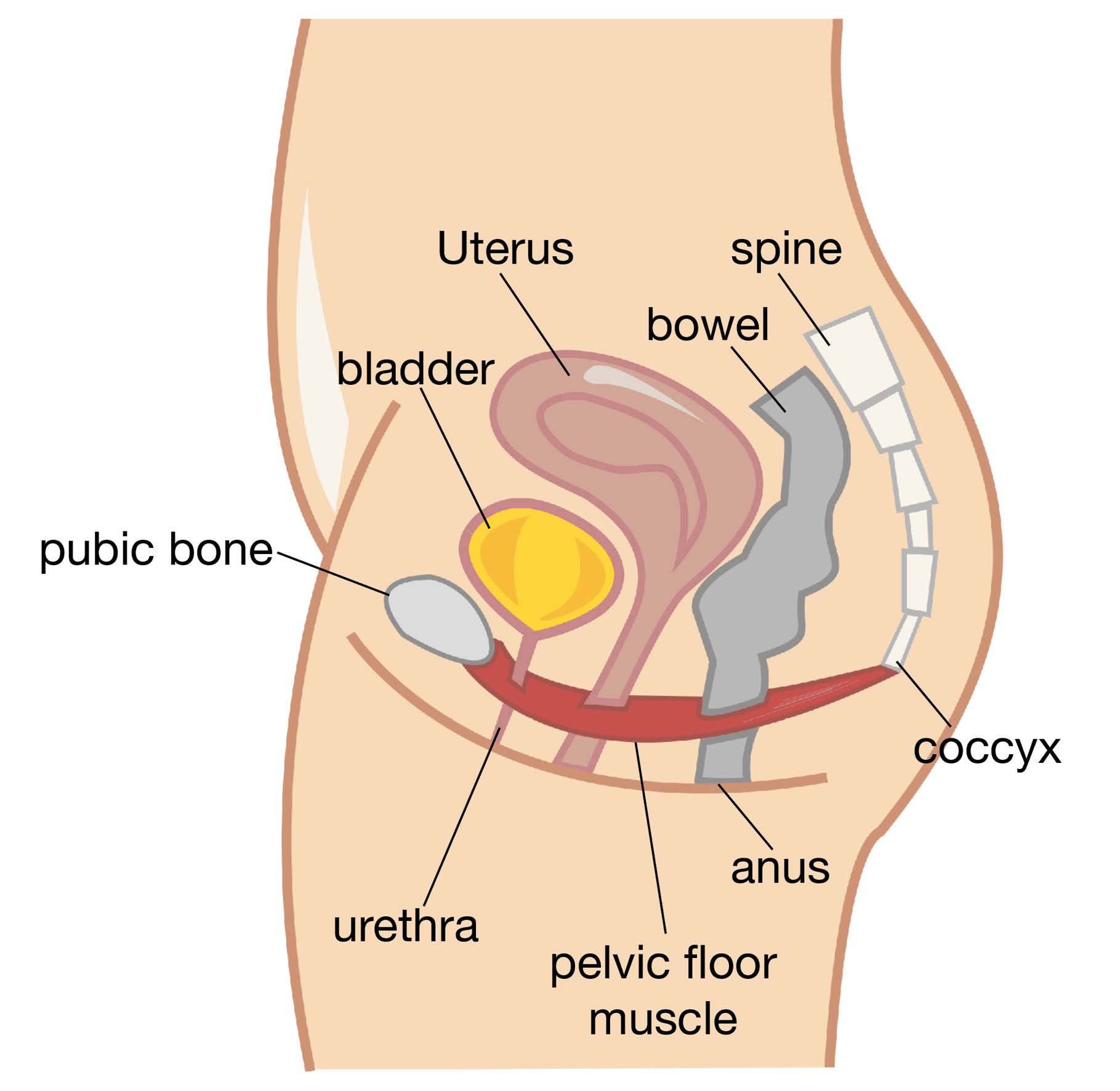 Pelvic floor muscle stretching from the base of the spine to the pubic bone at the front of your body.