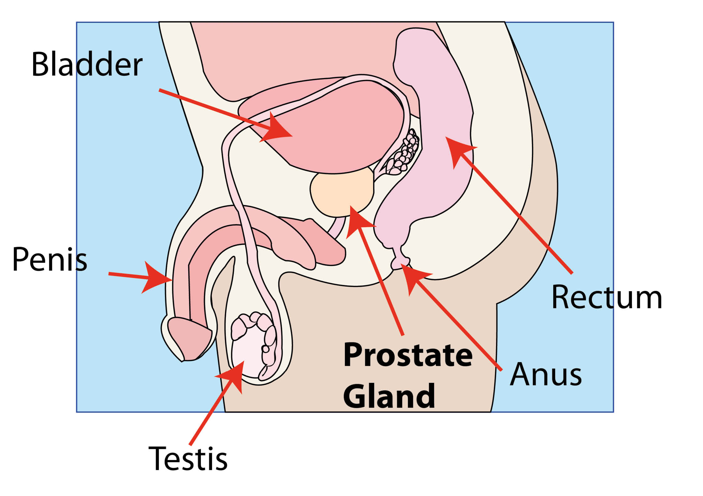 The prostate sitting under the bladder and in front of the rectum.