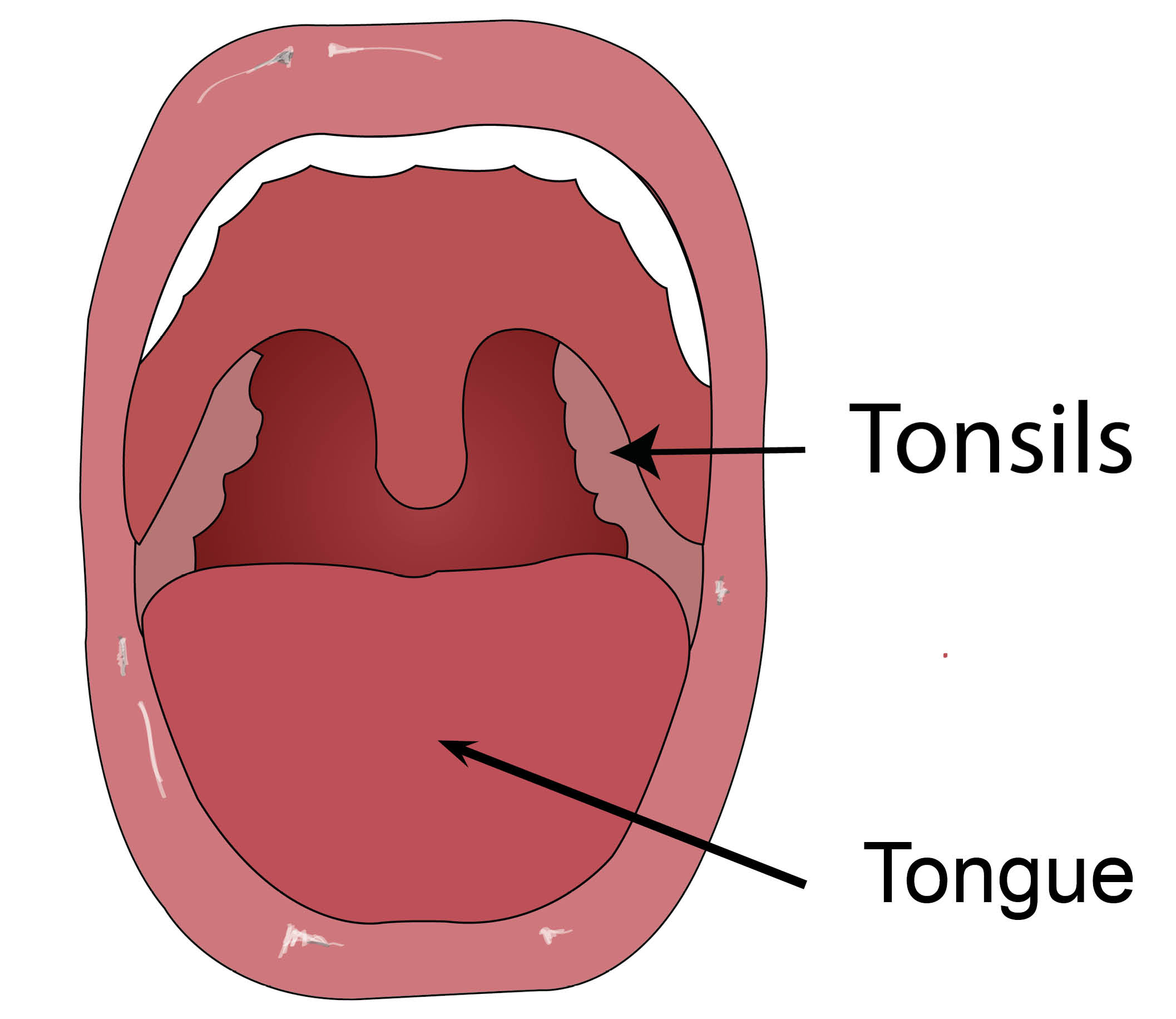 An open mouth, highlighting the tongue and the tonsils at the back of the throat.