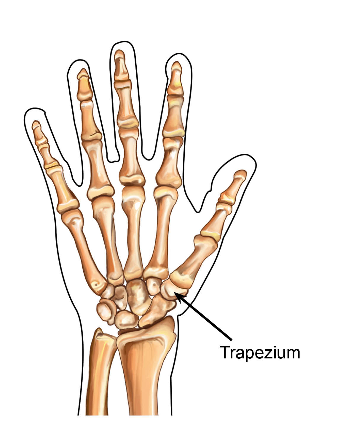 Diagram showing the small bone at the base of your thumb, called the trapezium.
