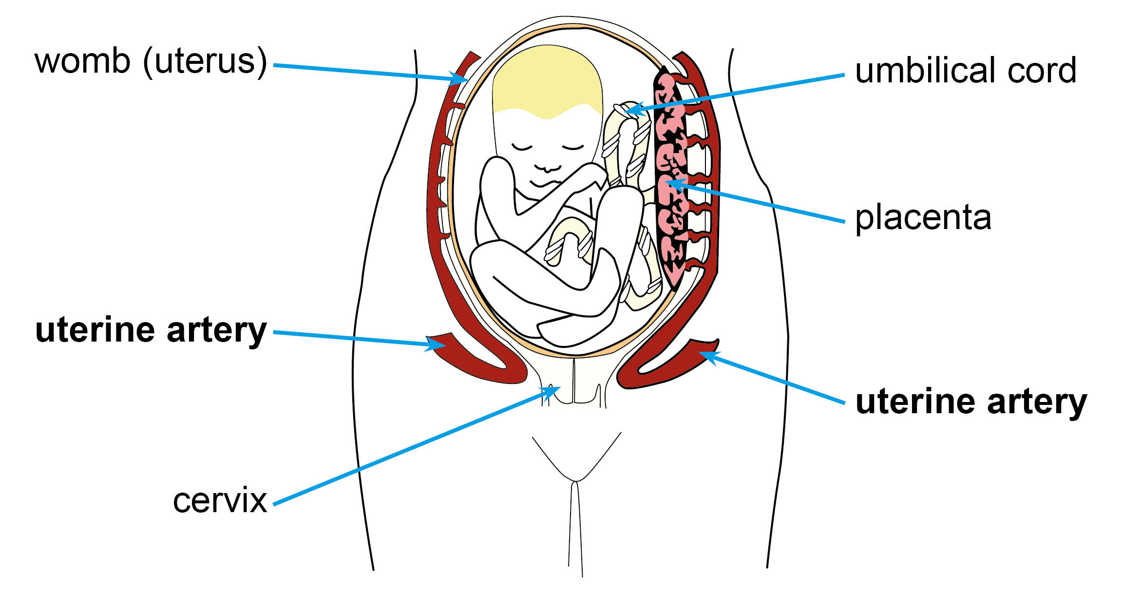 Diagram of womb highlighting the uterine arteries