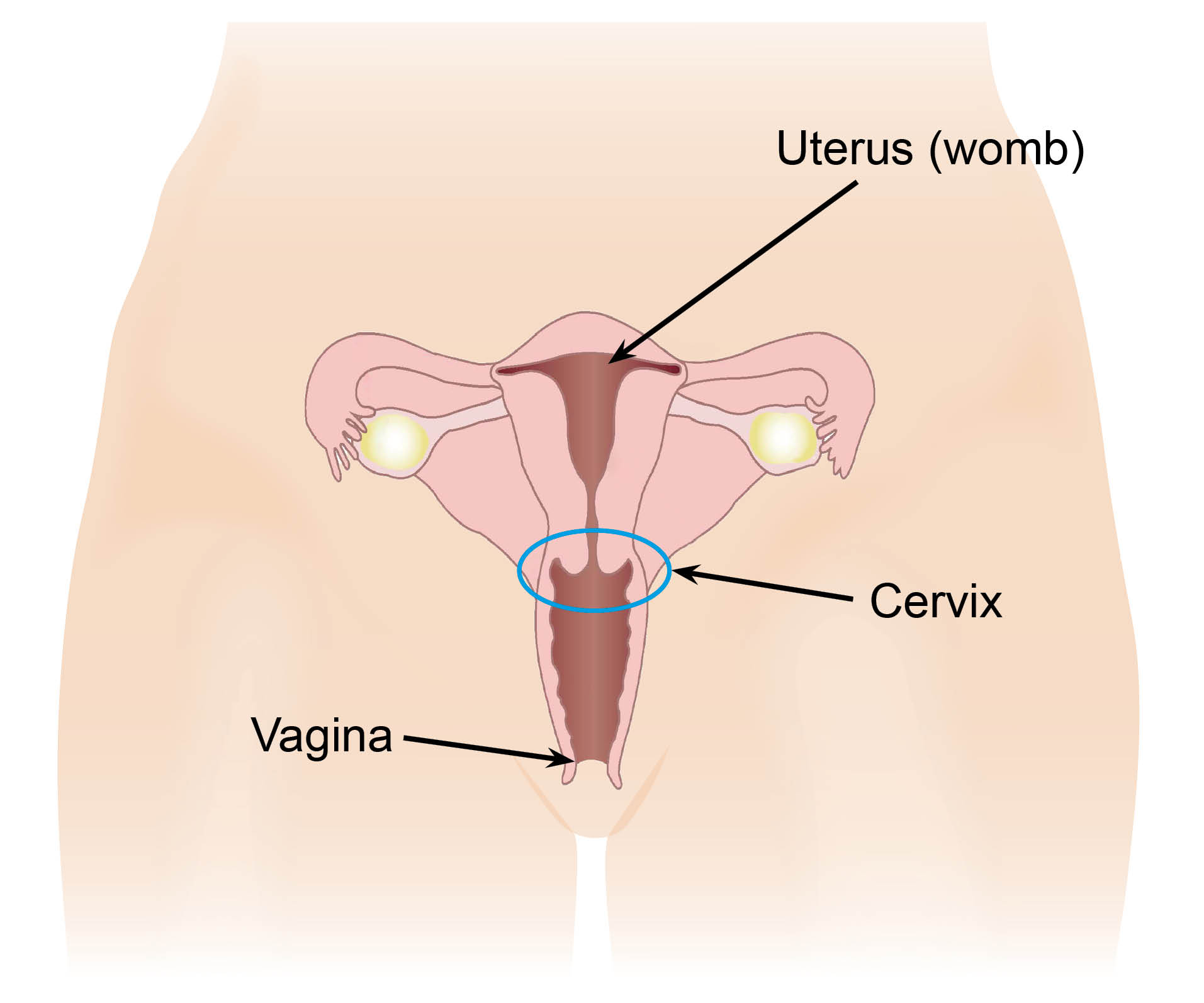 The vaginal opening and cervix, opening into the uterus (womb). The two fallopian tubes branch off the uterus and the ovaries are at the end of each tube.