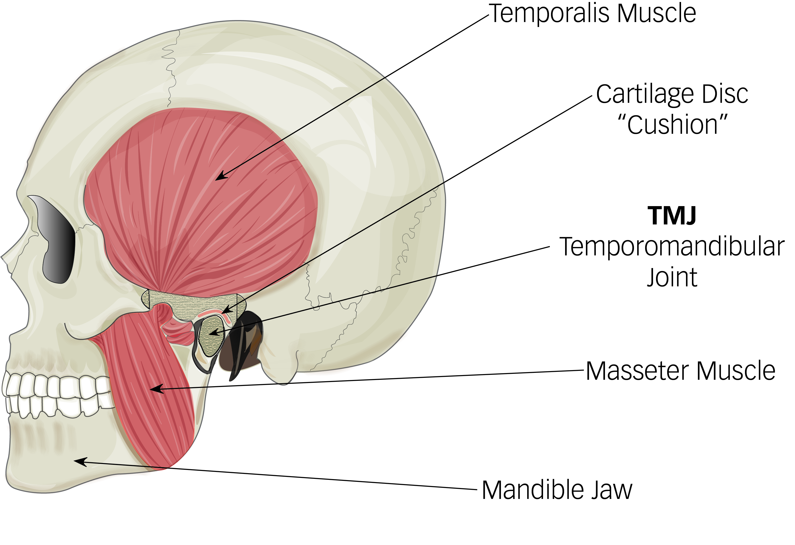 Anatomy of the jaw joint