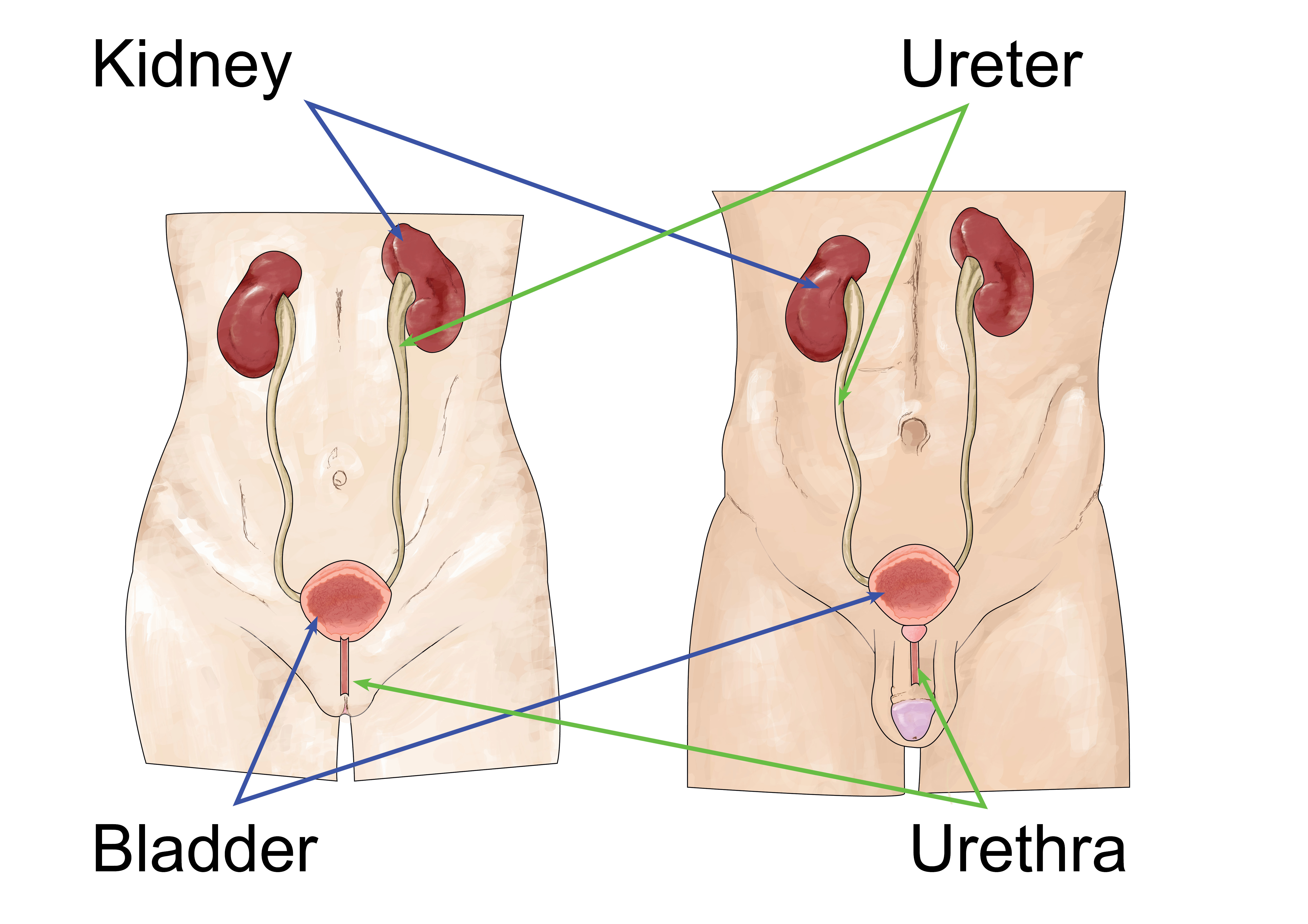 Female and male urinary tract