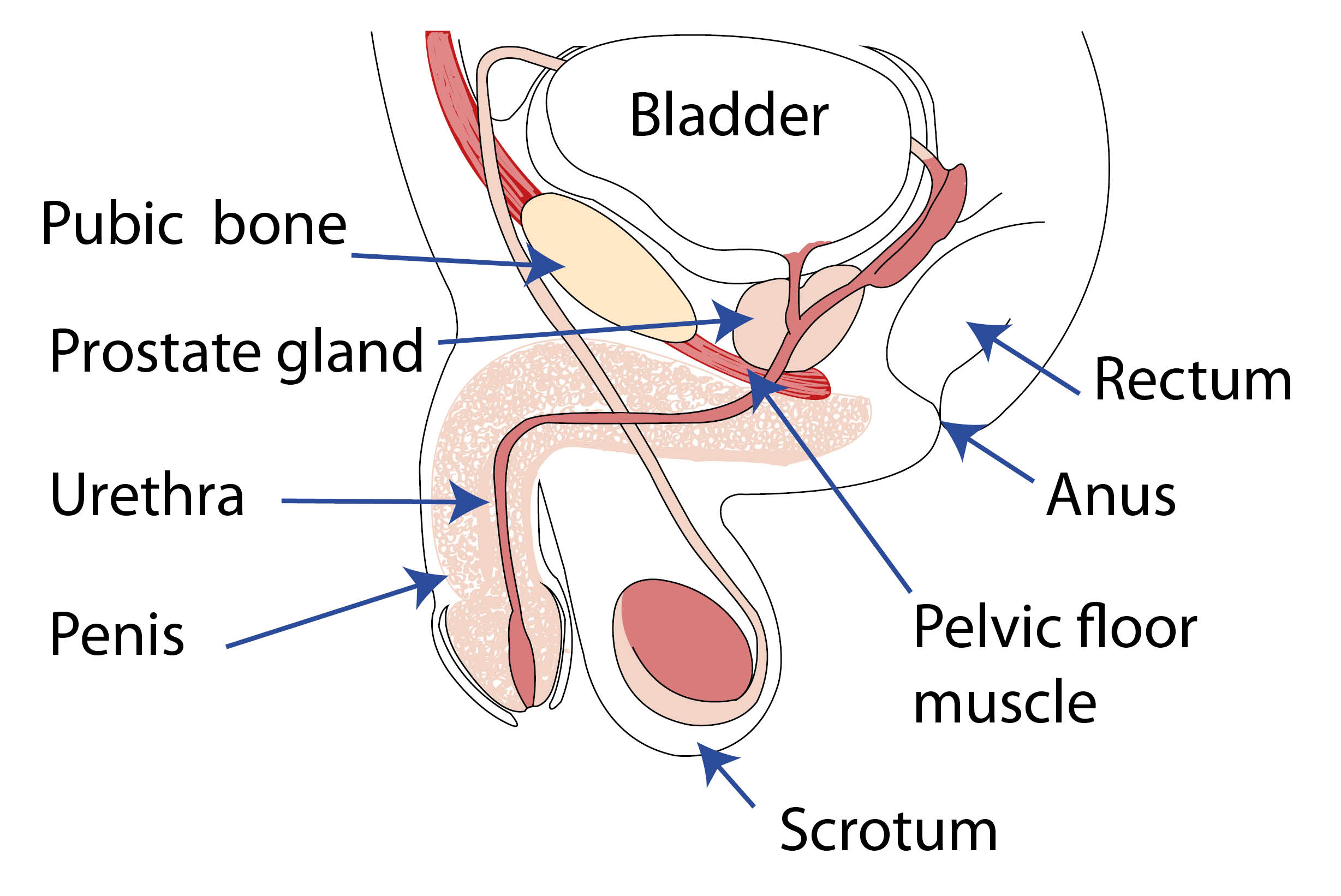 Male lower urinary tract, including the pelvic floor muscles