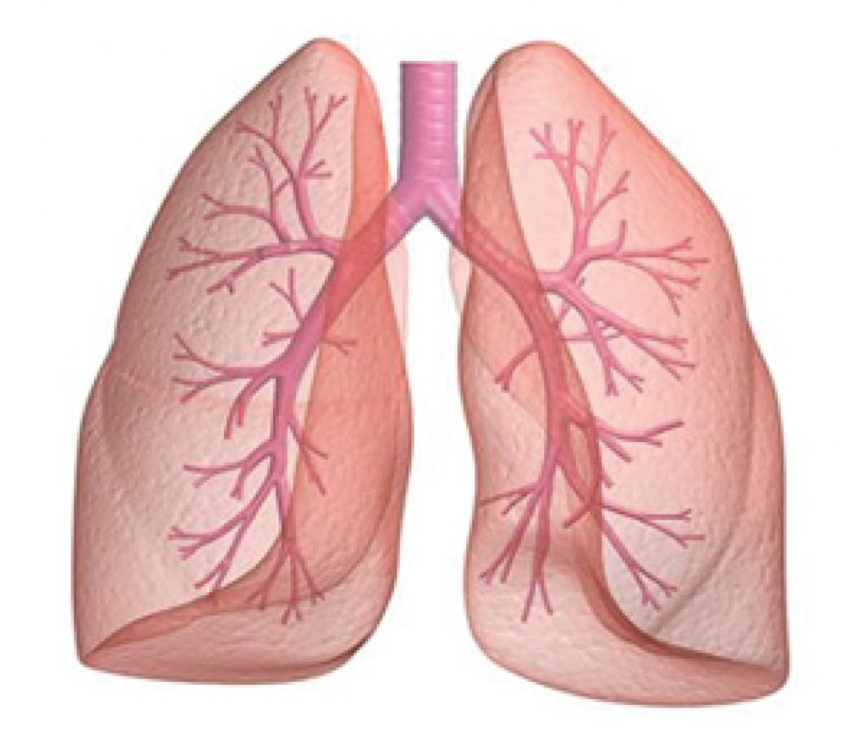 Diagram of the lungs