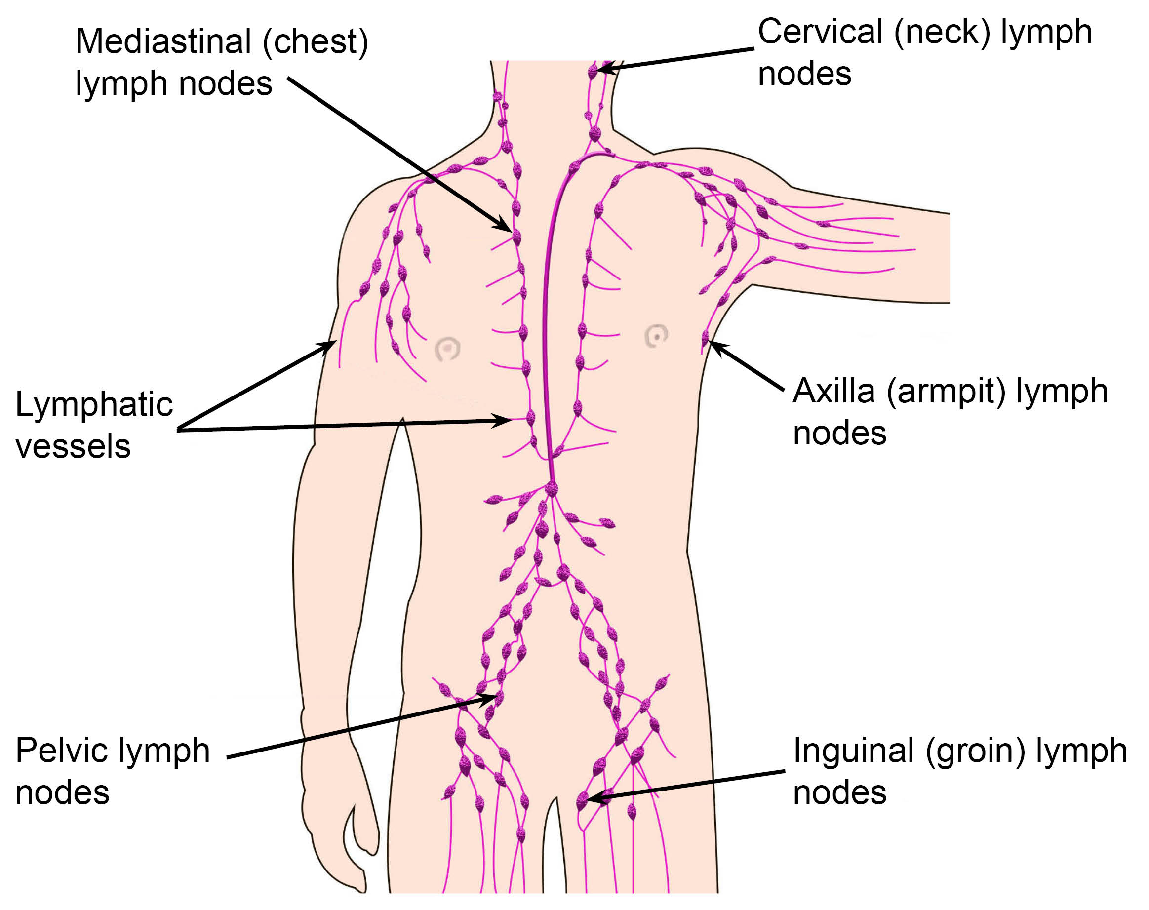 The lymphatic system