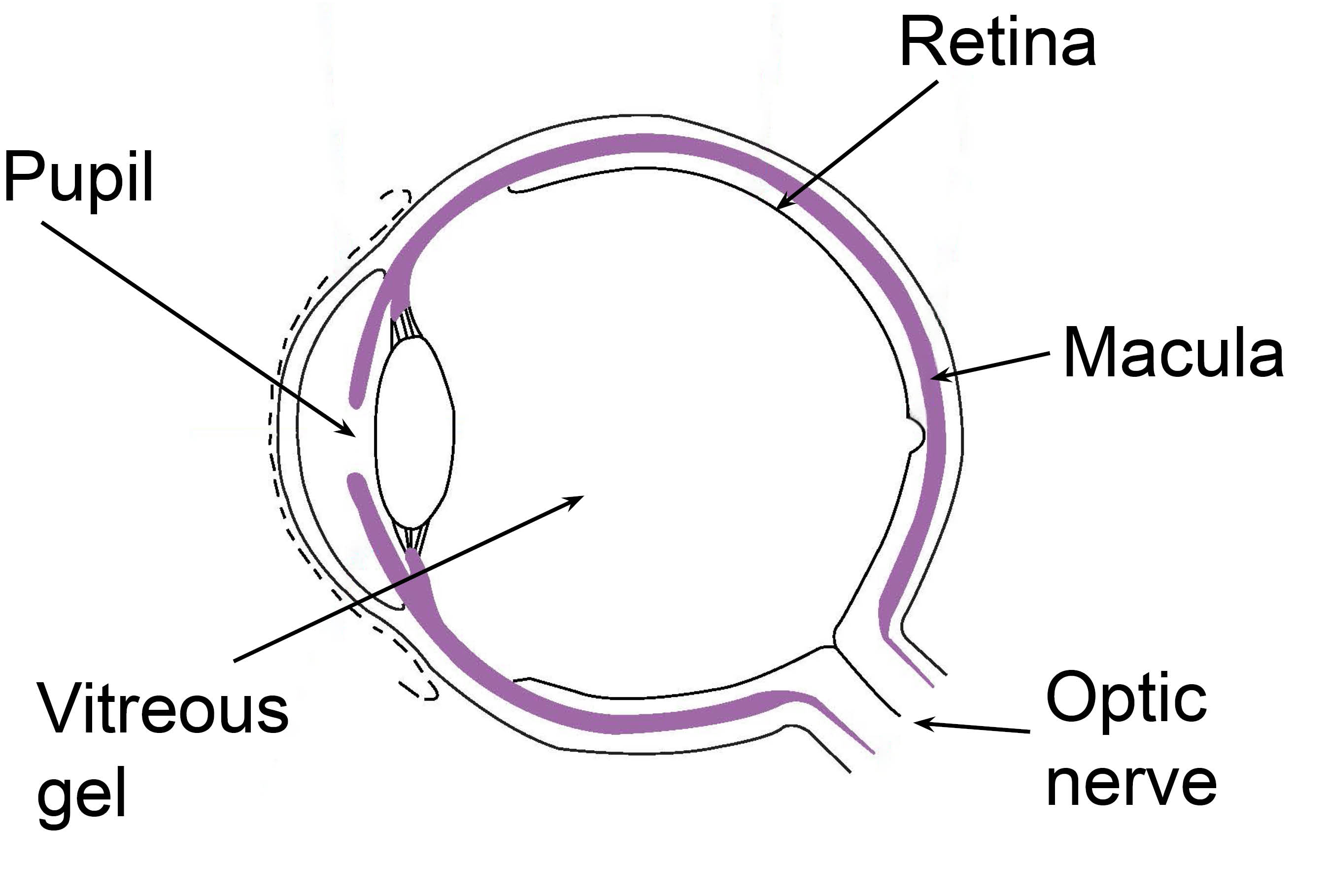 macular-with-labels.jpg