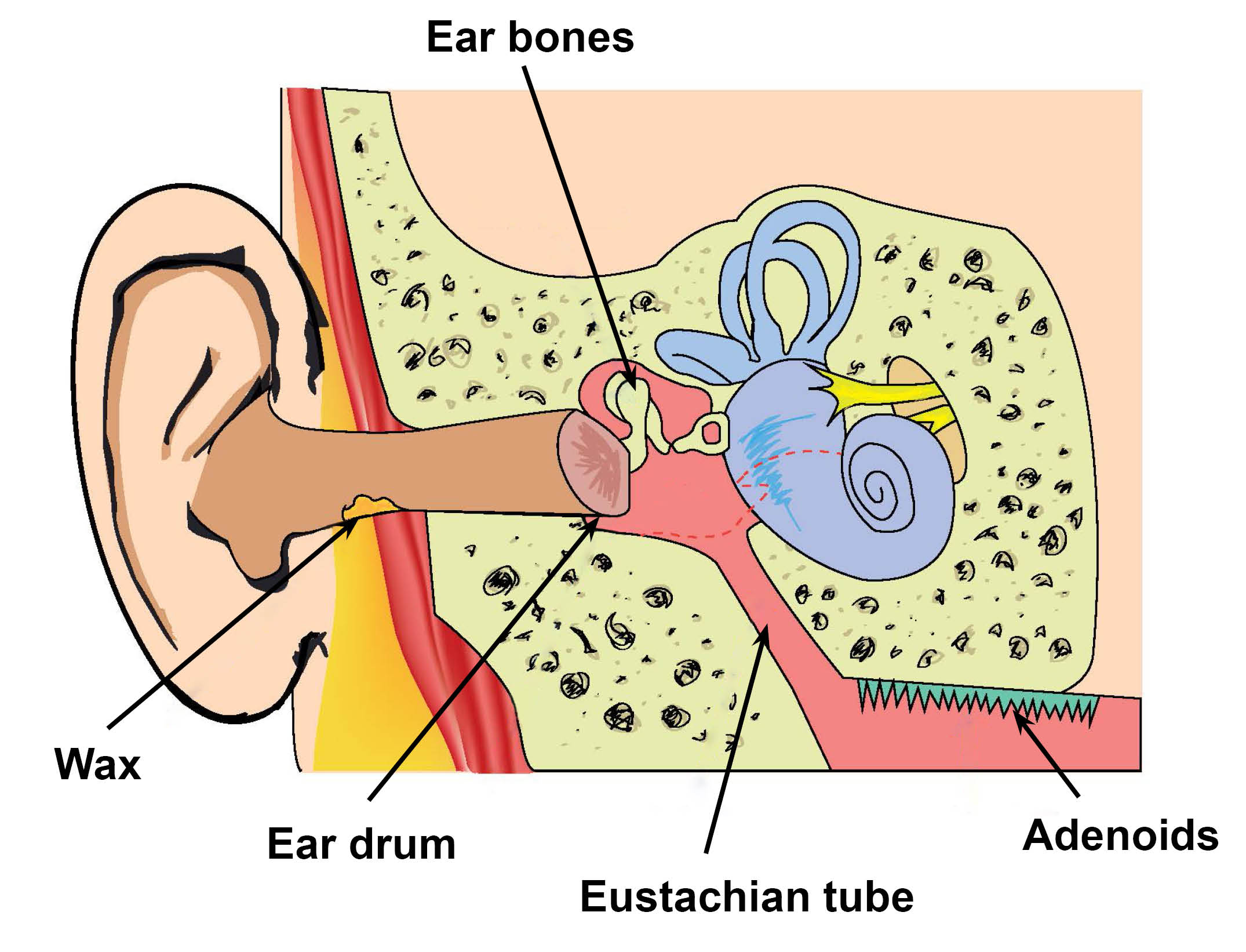 Parts of the ear