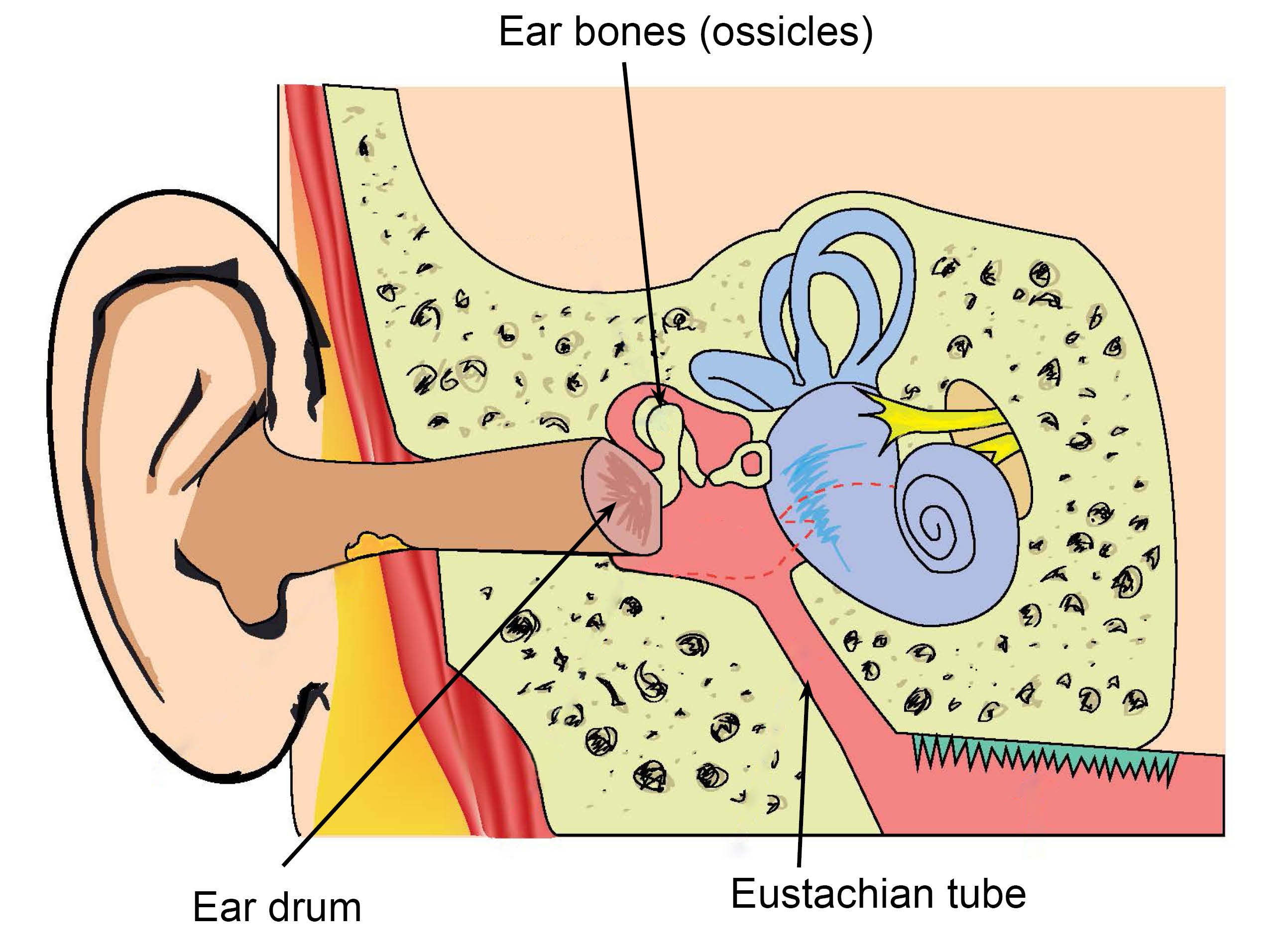 normal-ear-with-ossicles-labels.jpg