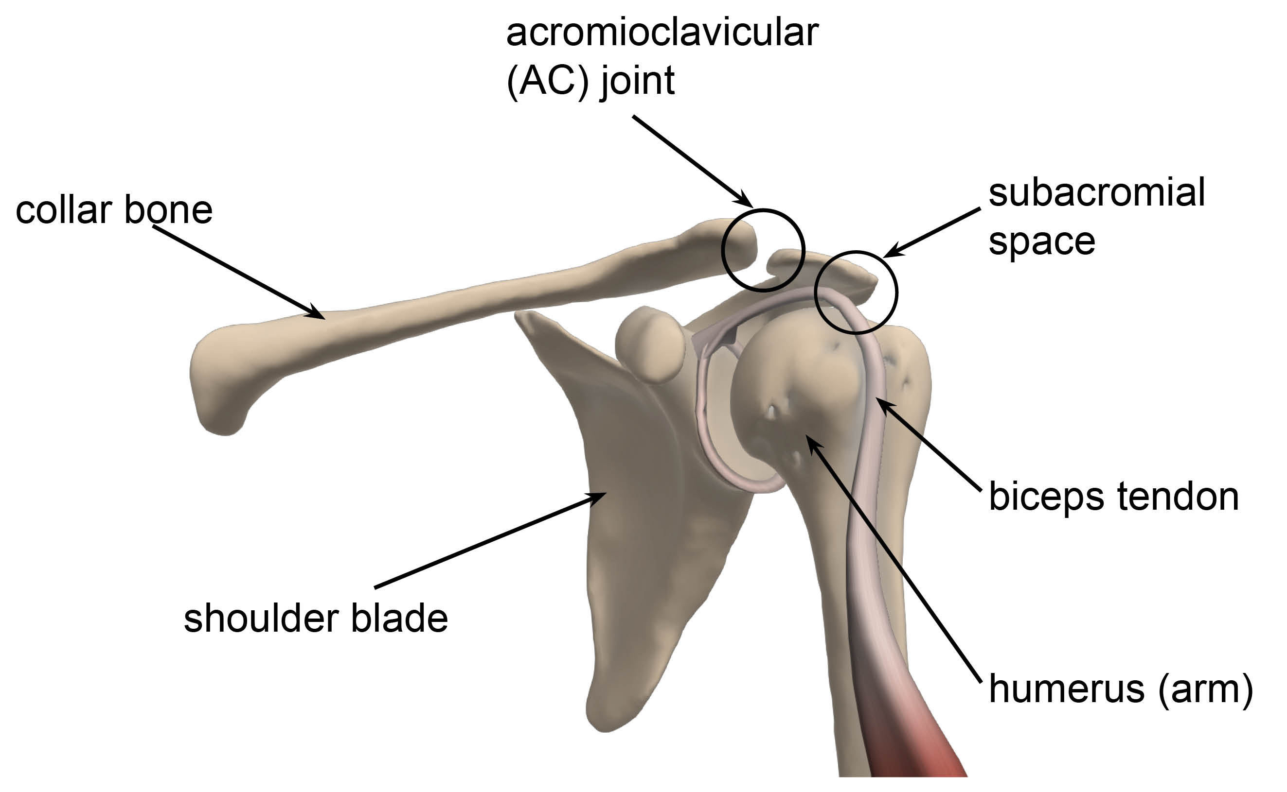 Diagram showing the acromioclavicular (AC) joint, subacromial space, biceps tendon, humerus, and collar bone