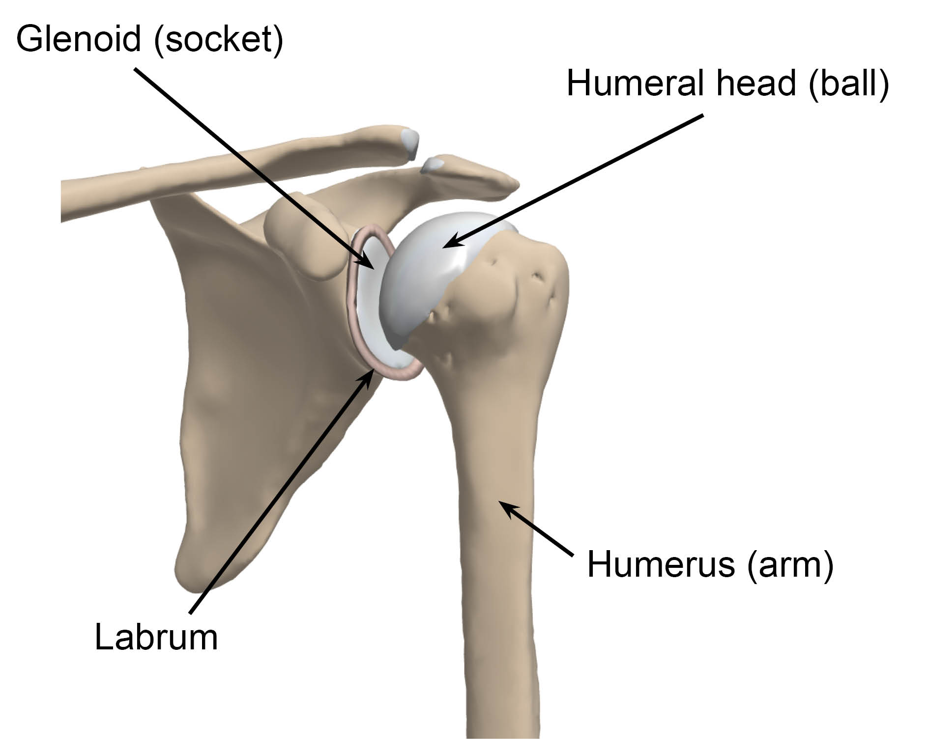 Diagram of a normal shoulder joint, showing the glenoid socket, humeral head ball, humerus or arm, and labrum