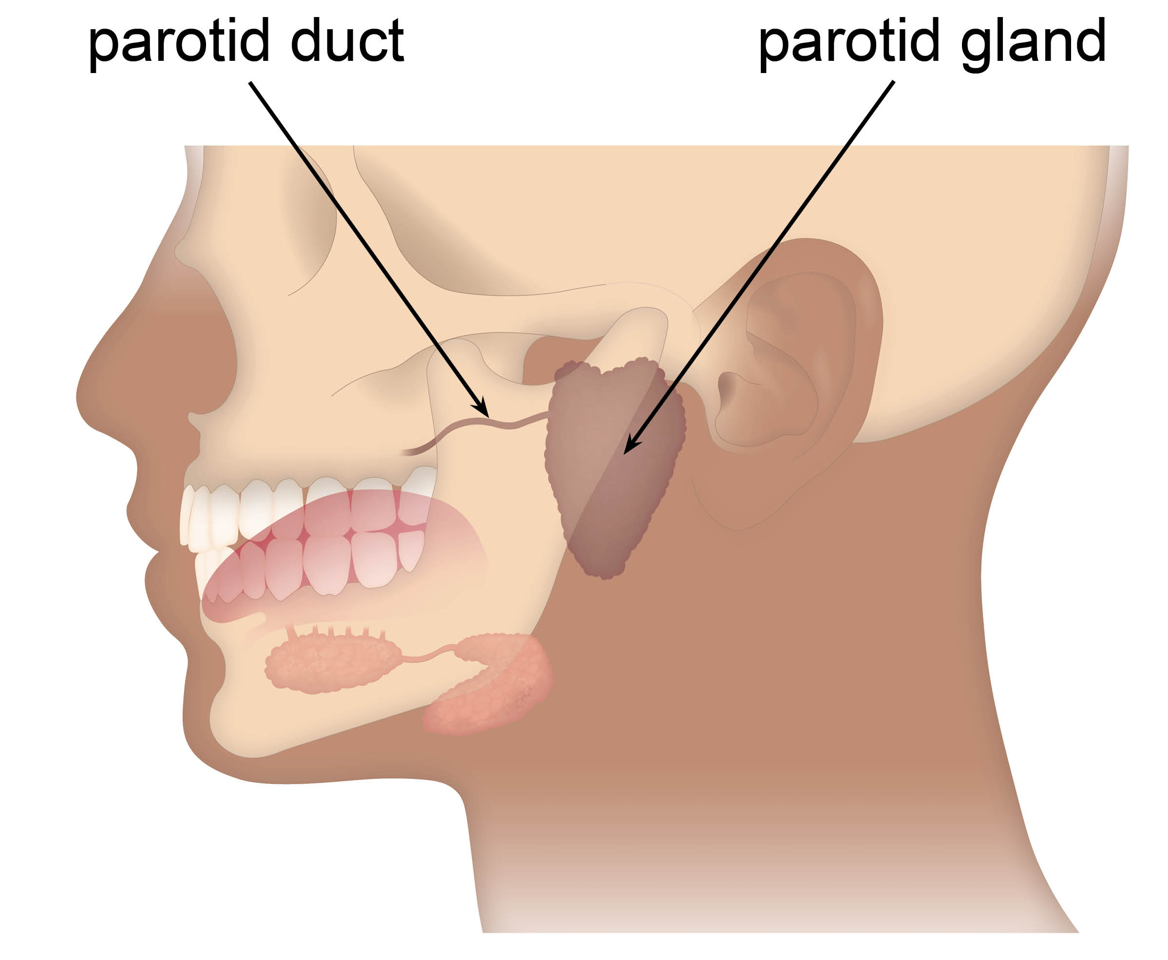 Diagram showing the position of the parotid gland and parotid duct