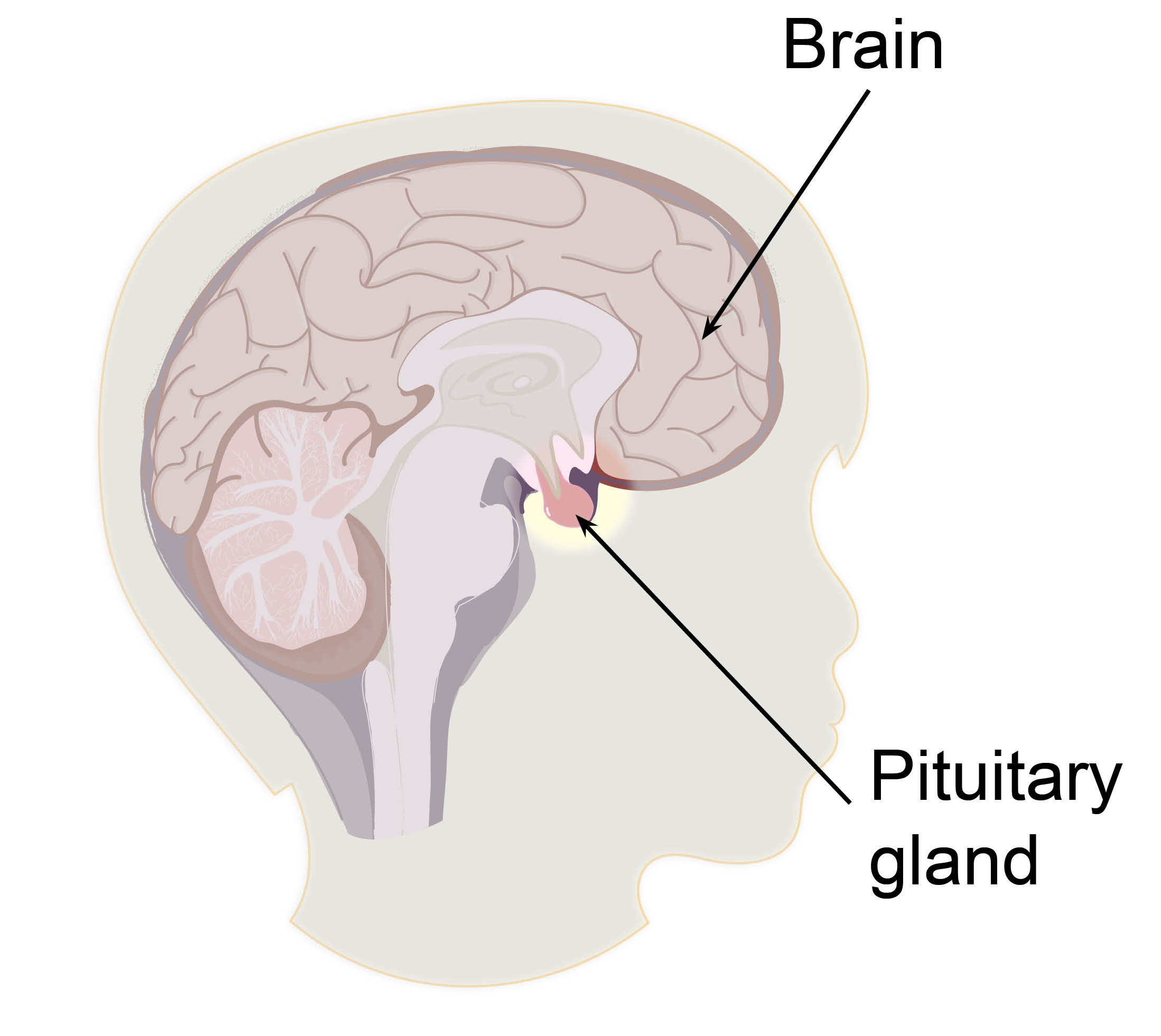 The small pea-sized pituitary gland at the base of the brain.