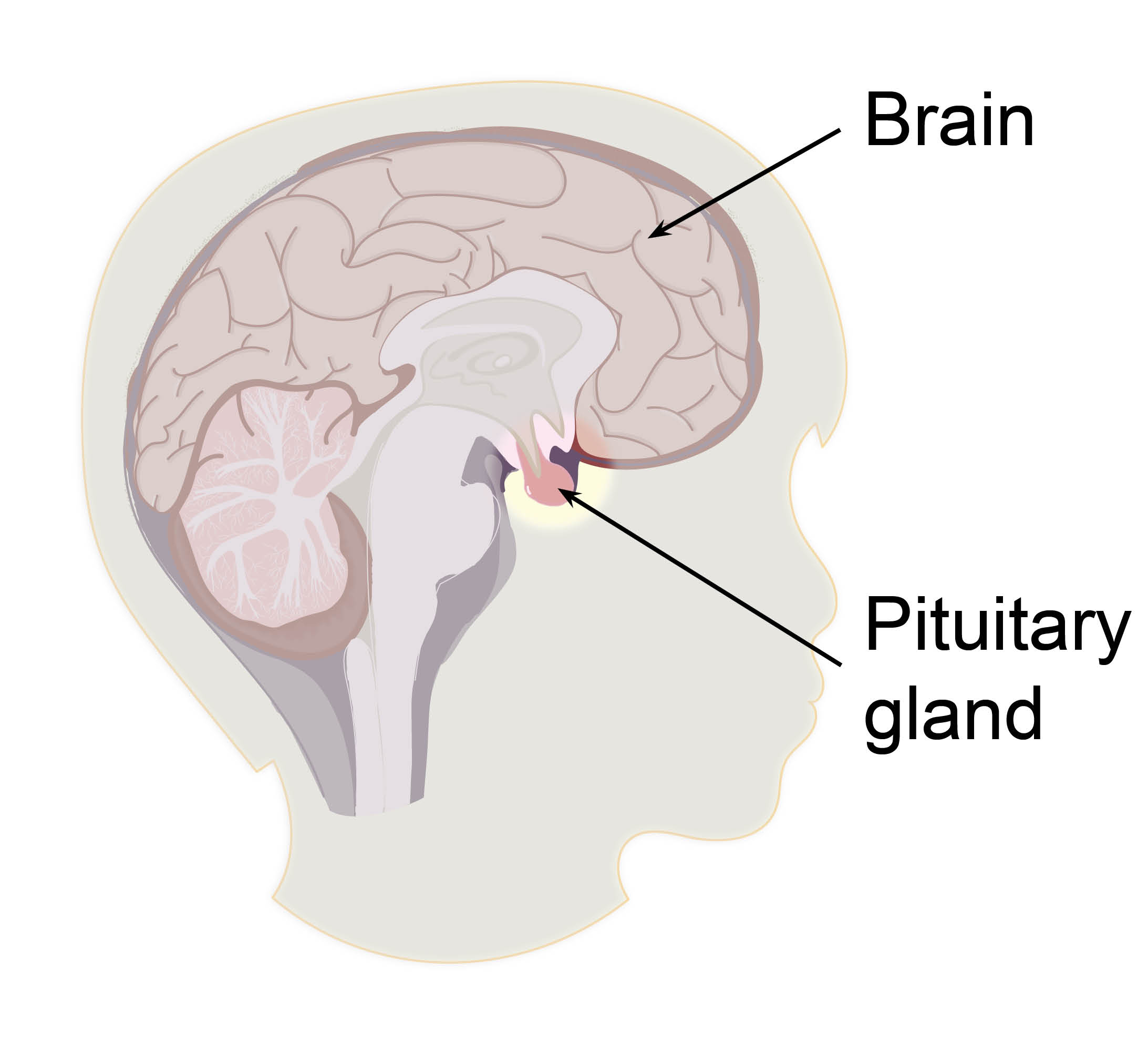 pituitary-gland-with-labels.jpg