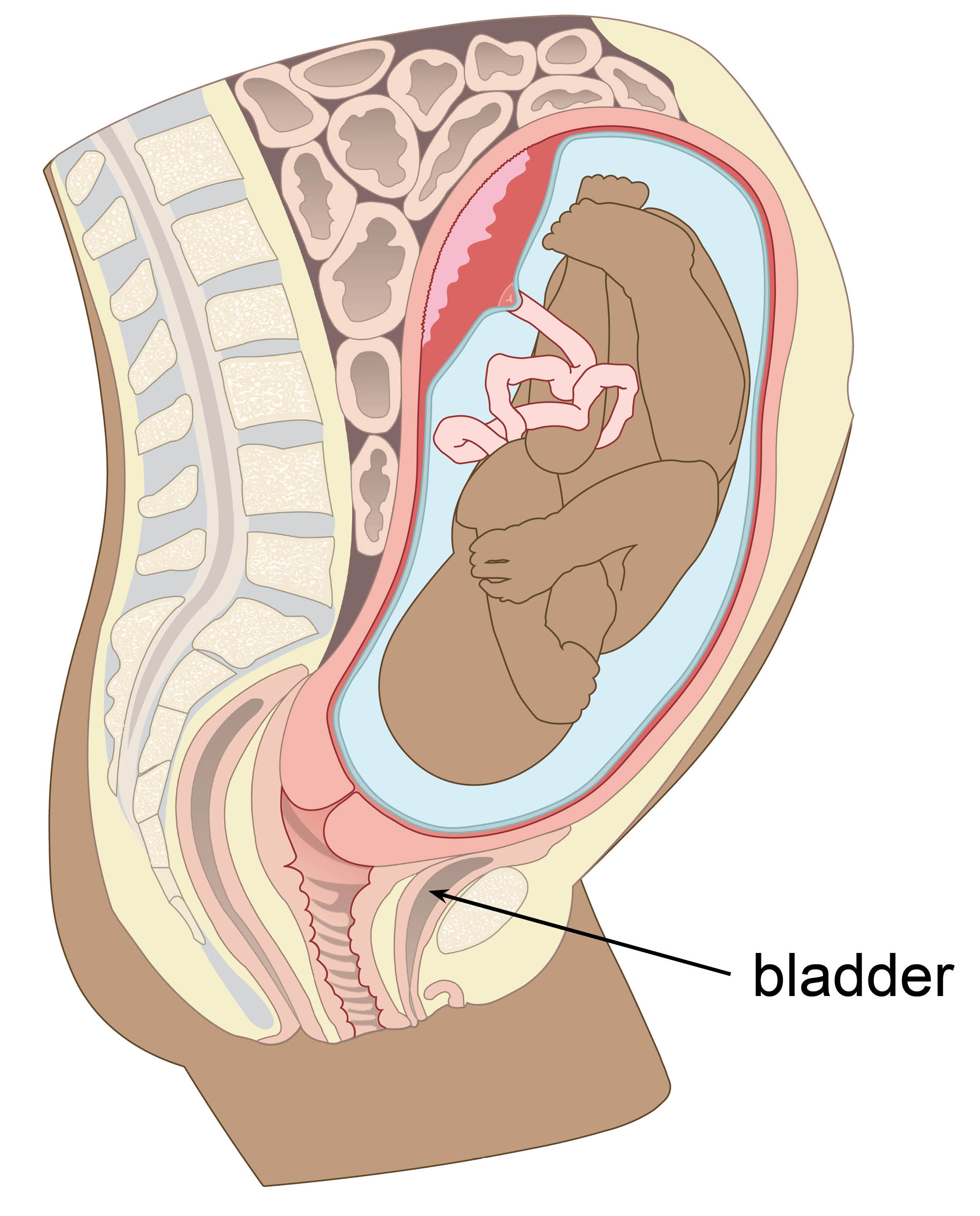 Diagram showing the position of the bladder under the uterus