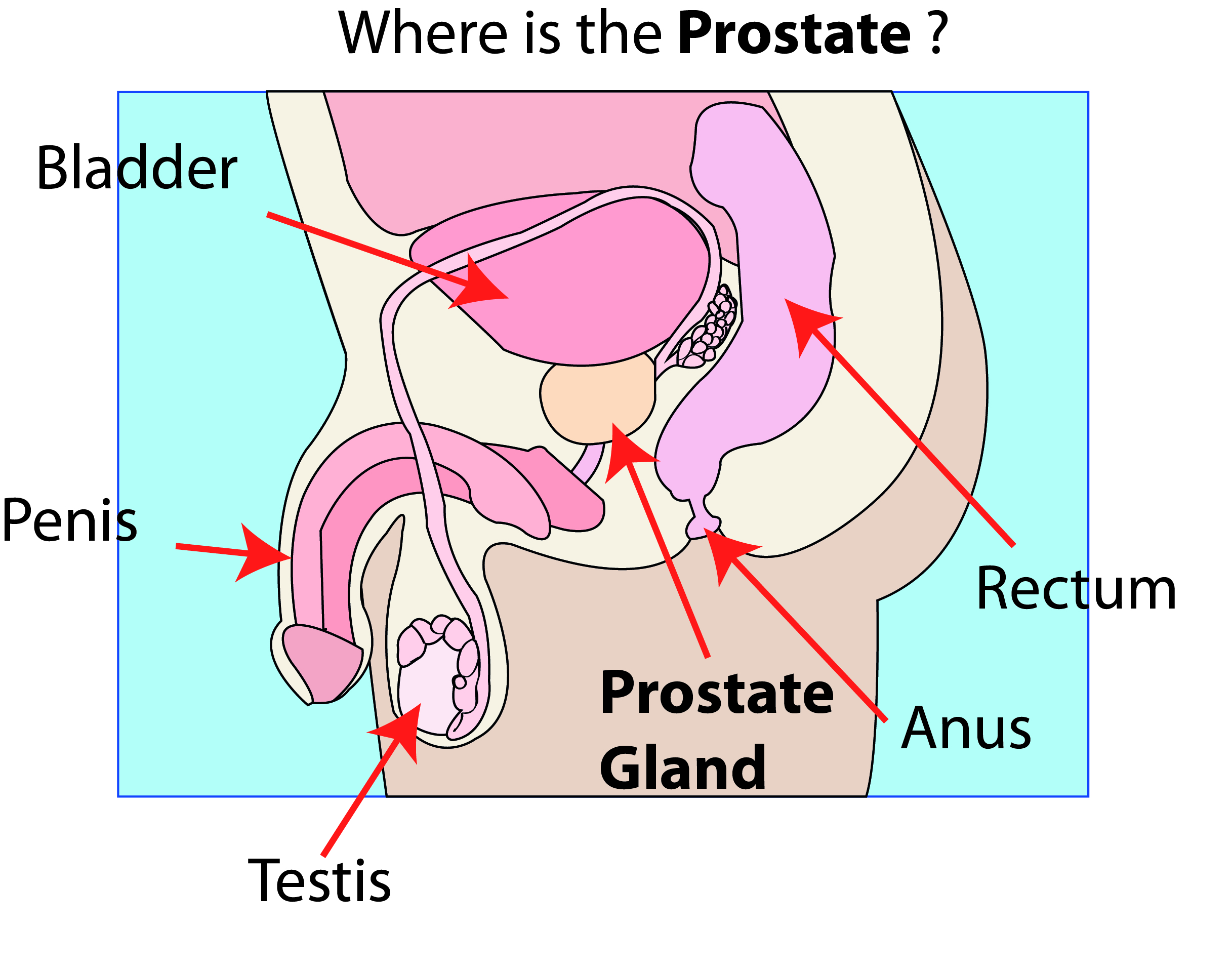 The position of the prostate