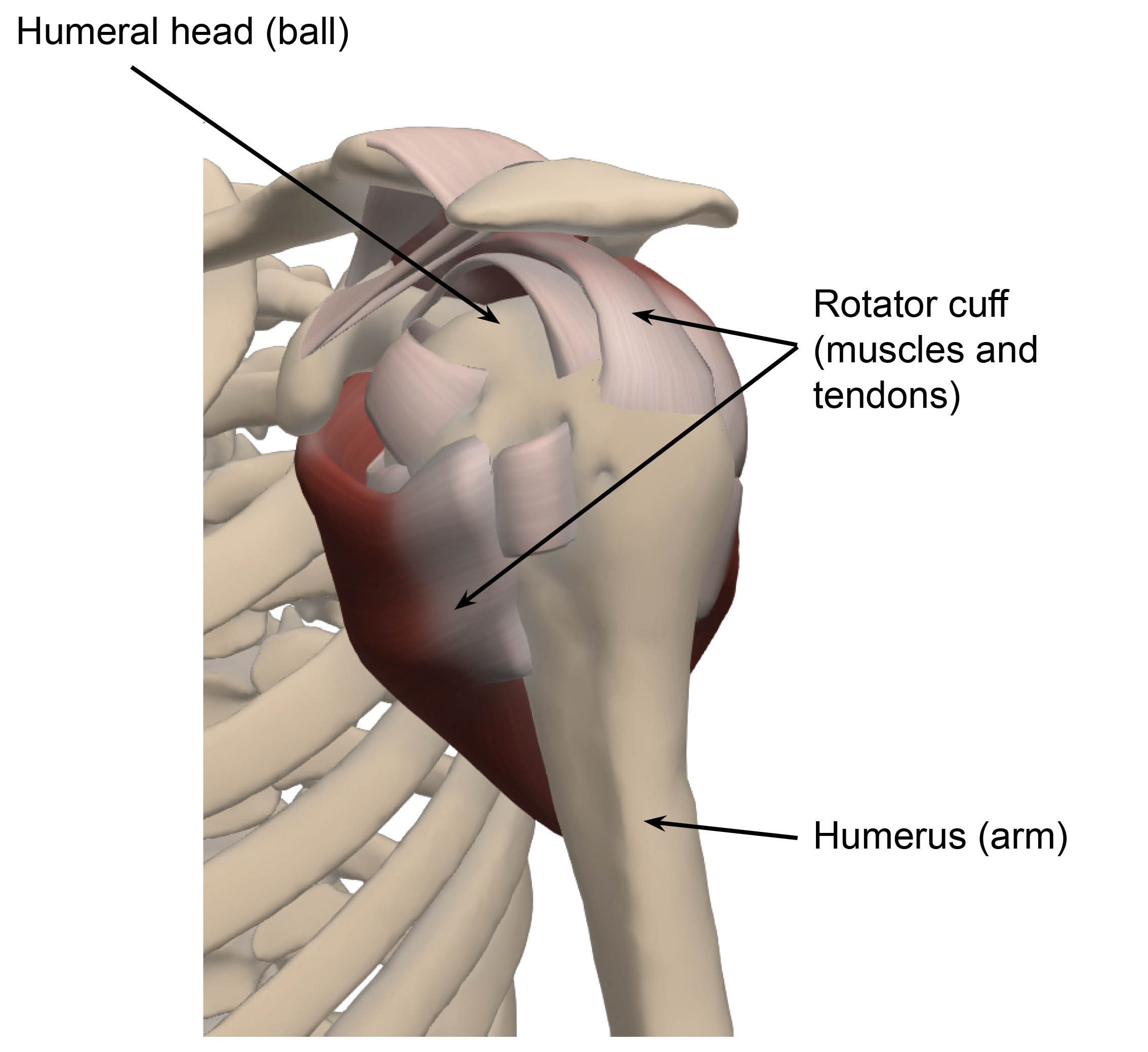 Diagram of a normal shoulder, showing the humeral head, rotator cuff muscles and tendons, and humerus or arm