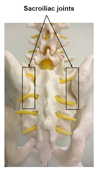 sacroiliac-joints-1720103942.png