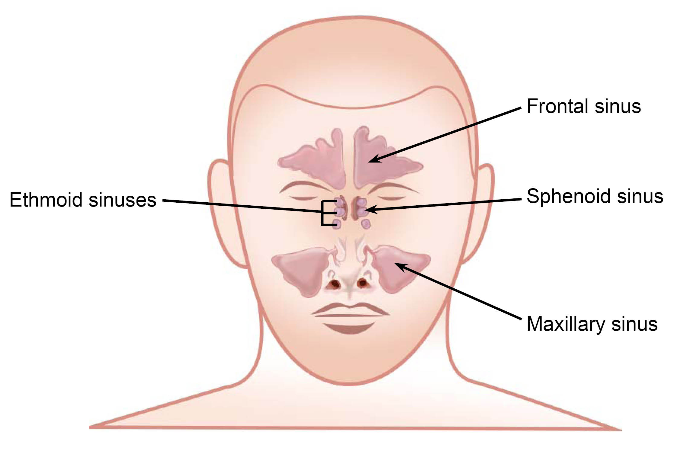 The ethmoid, frontal, maxillary, and sphenoid sinuses