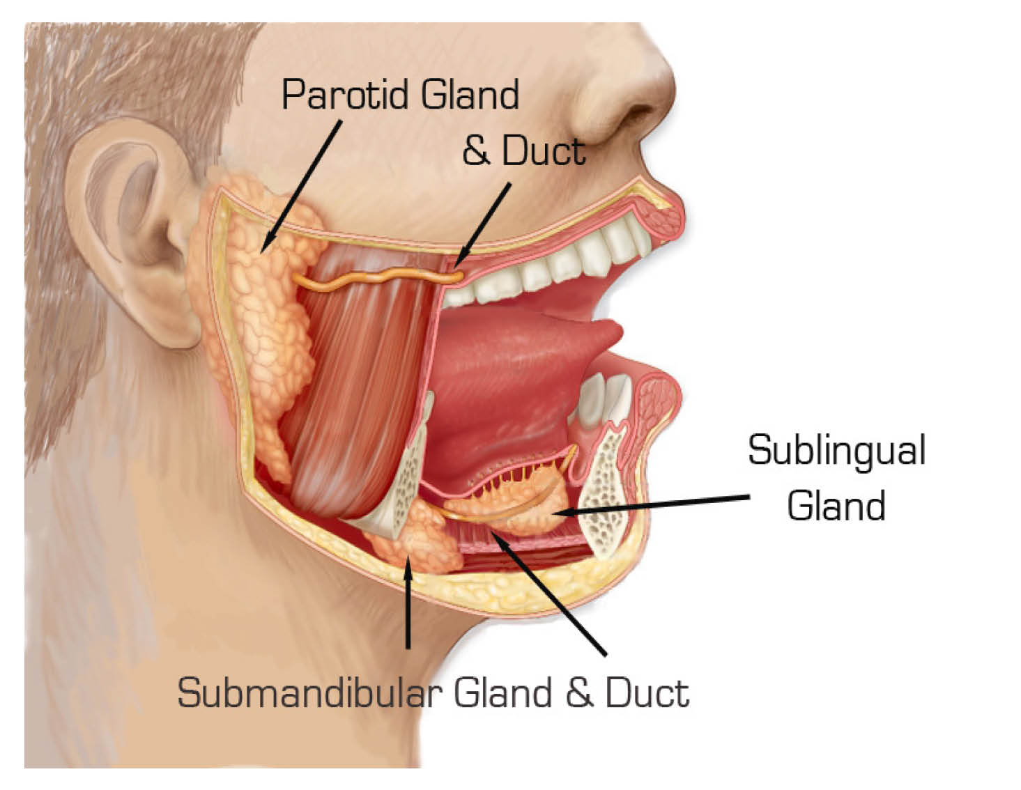 Diagram showing the position of the parotid gland and duct.