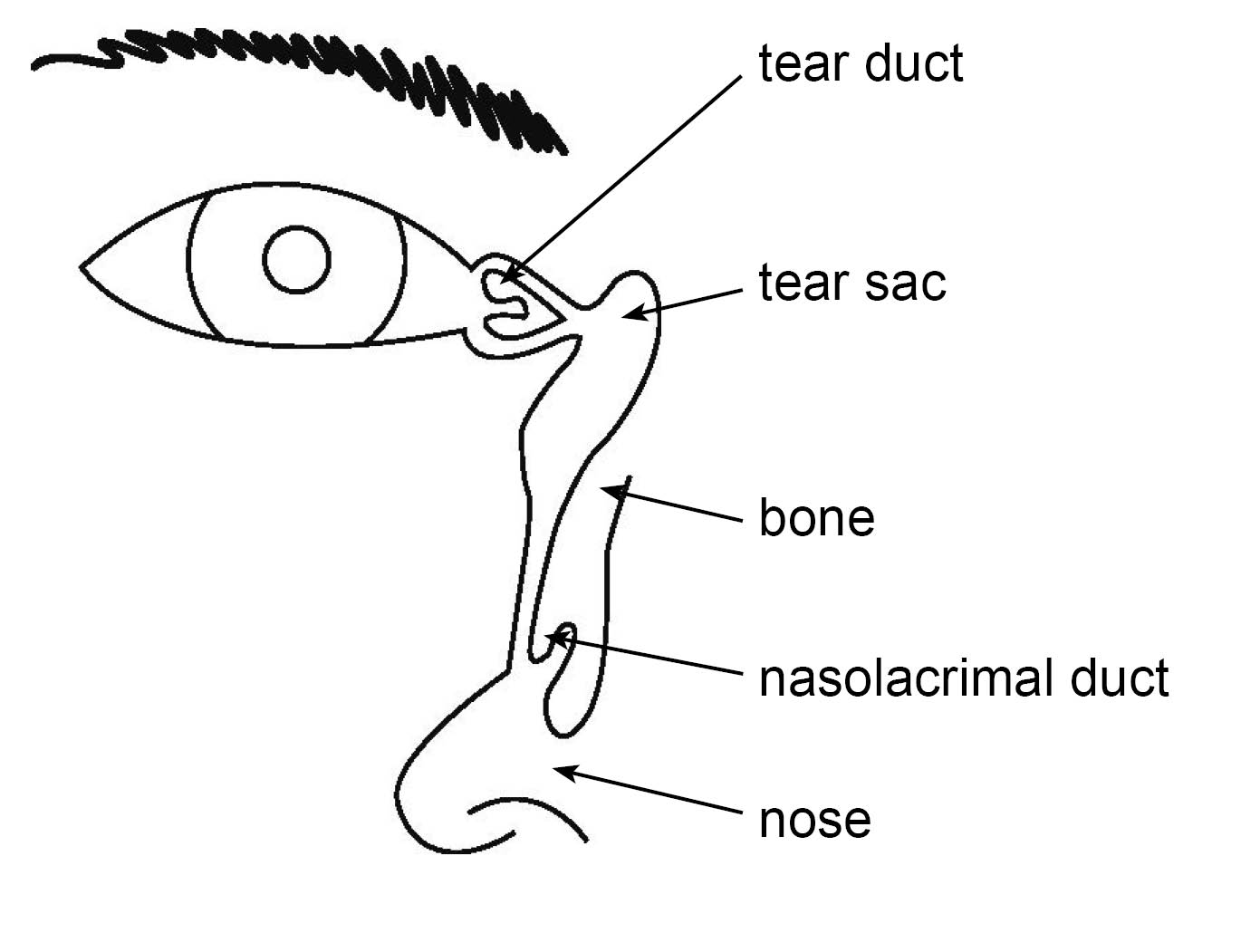 Diagram showing the tear duct, tear sac, nasal bone, nasolacrimal duct, and nose